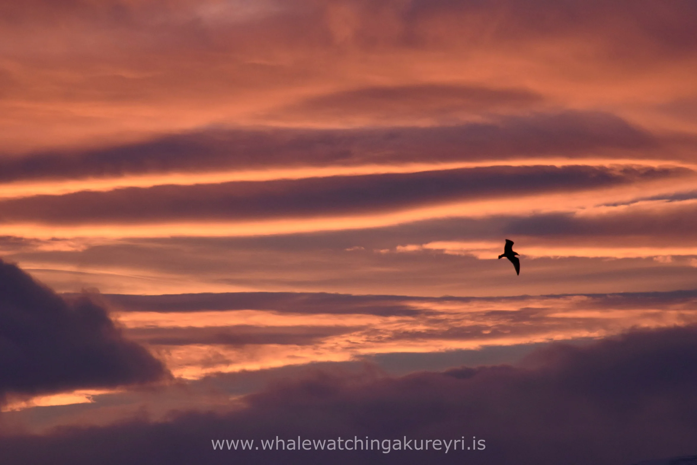 2017_01_20_1100_SKR_Megan 3.JPG