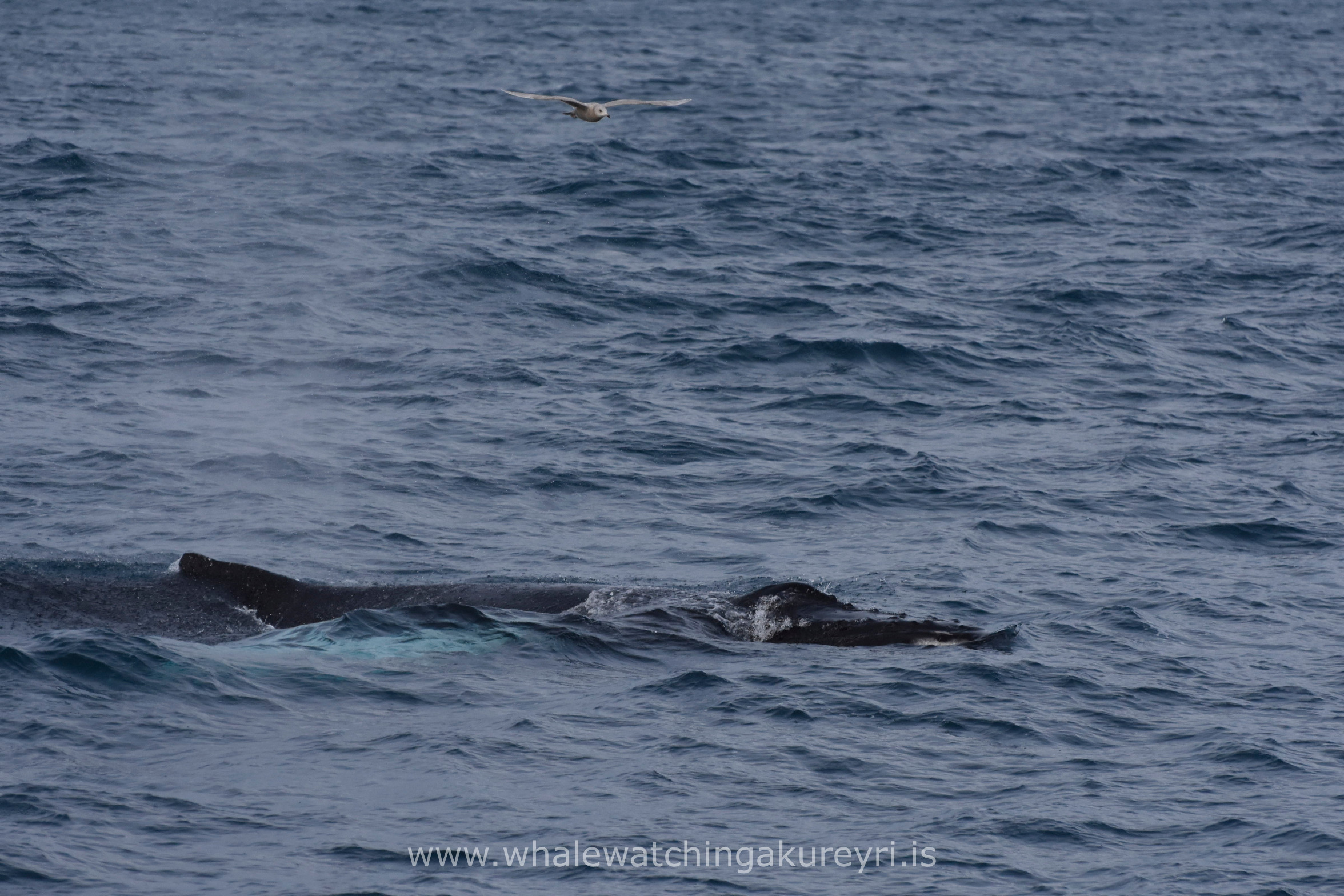 2017_02_04_1100_SKR_WW_Megan 5.JPG