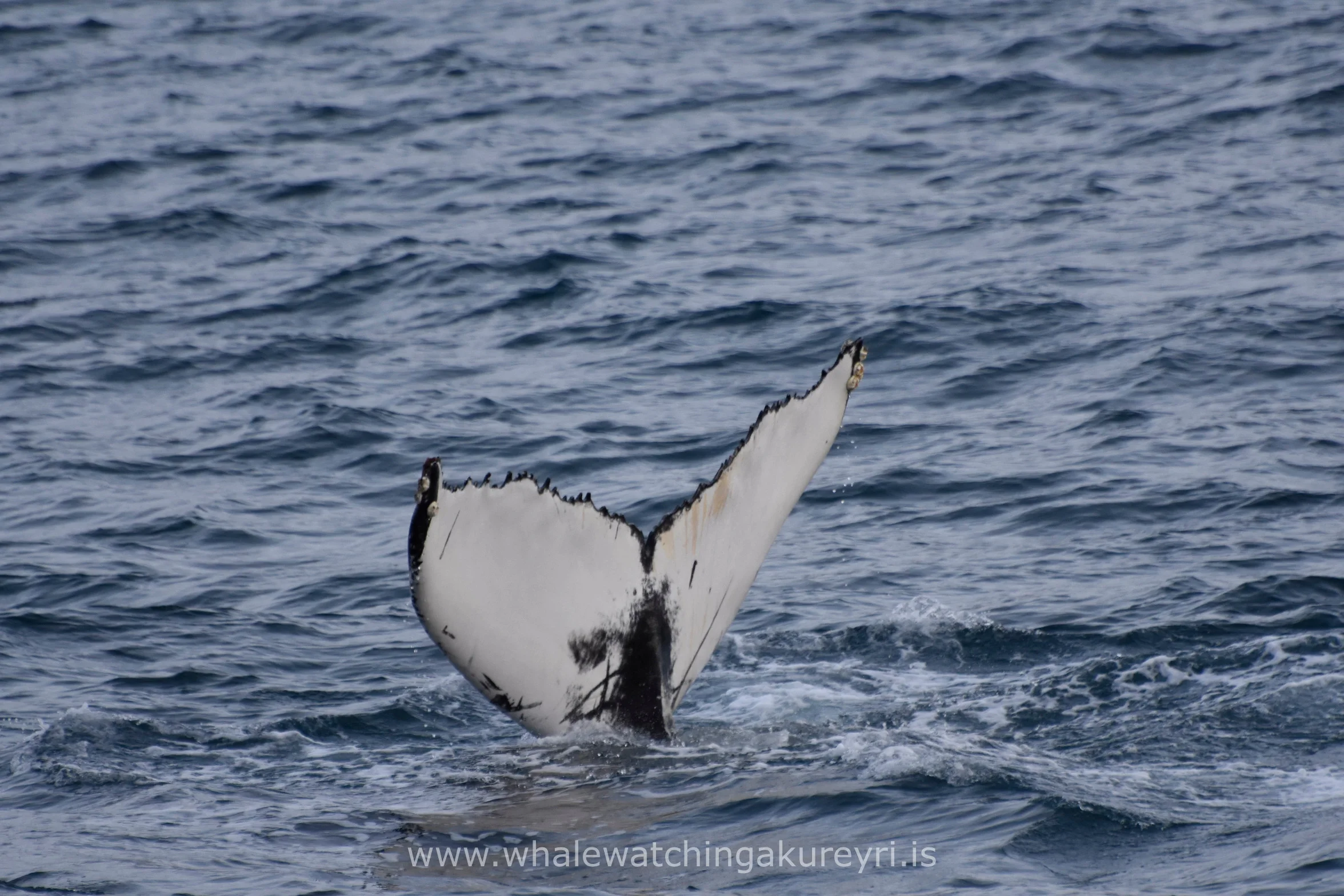 2017_02_04_1100_SKR_WW_Megan 7.JPG