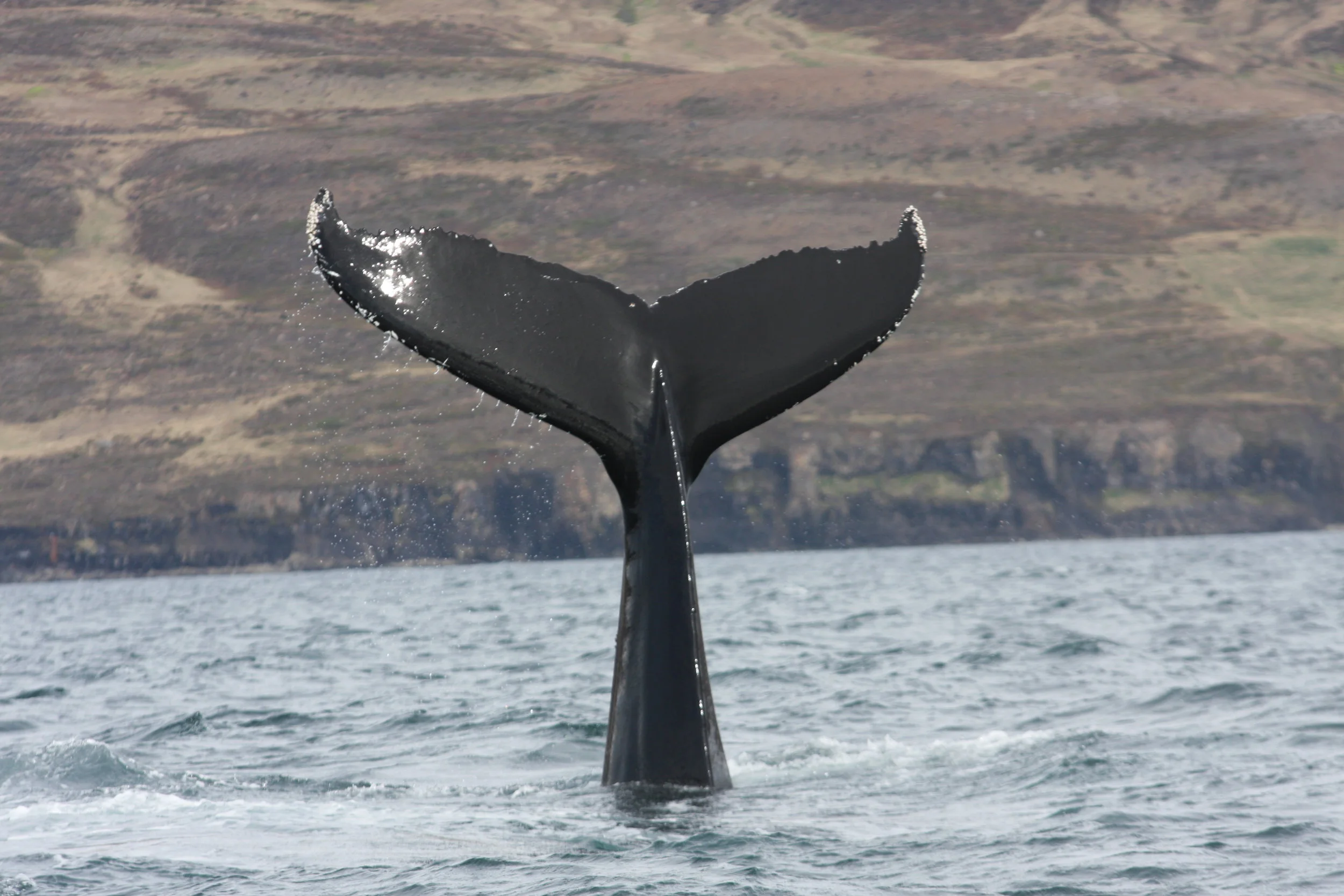 2017_05_16_1400_RIB_Manu4.JPG