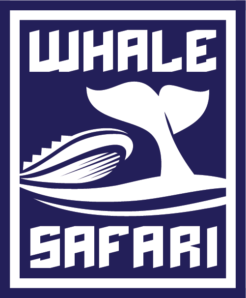 Whale Safari