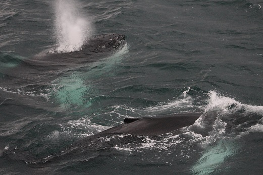 Wow! What an exceptional day to be out on the water! The day started out with some rain but a nice calm sea. We saw lots of different humpbacks surfacing and feeding. Some really close to us! Of course of regulars were out in their drones including; The Dark Knight, Fjall, Sting, Arnar and Tattoo. We saw some very interesting group associations; there was a group of three and one of two, they then came to feed together and then split off again into a three and a two again but made up of different members. Our next tour was definitely our star of the show though. Not only did we see group association behaviours but we were spoilt by up close logging, pectoral slapping, rolling, spy-hopping, tail lobbing, head slapping and most fantastically breaching!! It was such an exceptional tour and one of my best by far. All of our 167 passengers went away extremely happy. Our final tour of the day delighted us with even more group associations this time four whales were coming up all together and sometimes only meters from the boat. Such a spectacular day! - Pictures and text by Tess Hudson