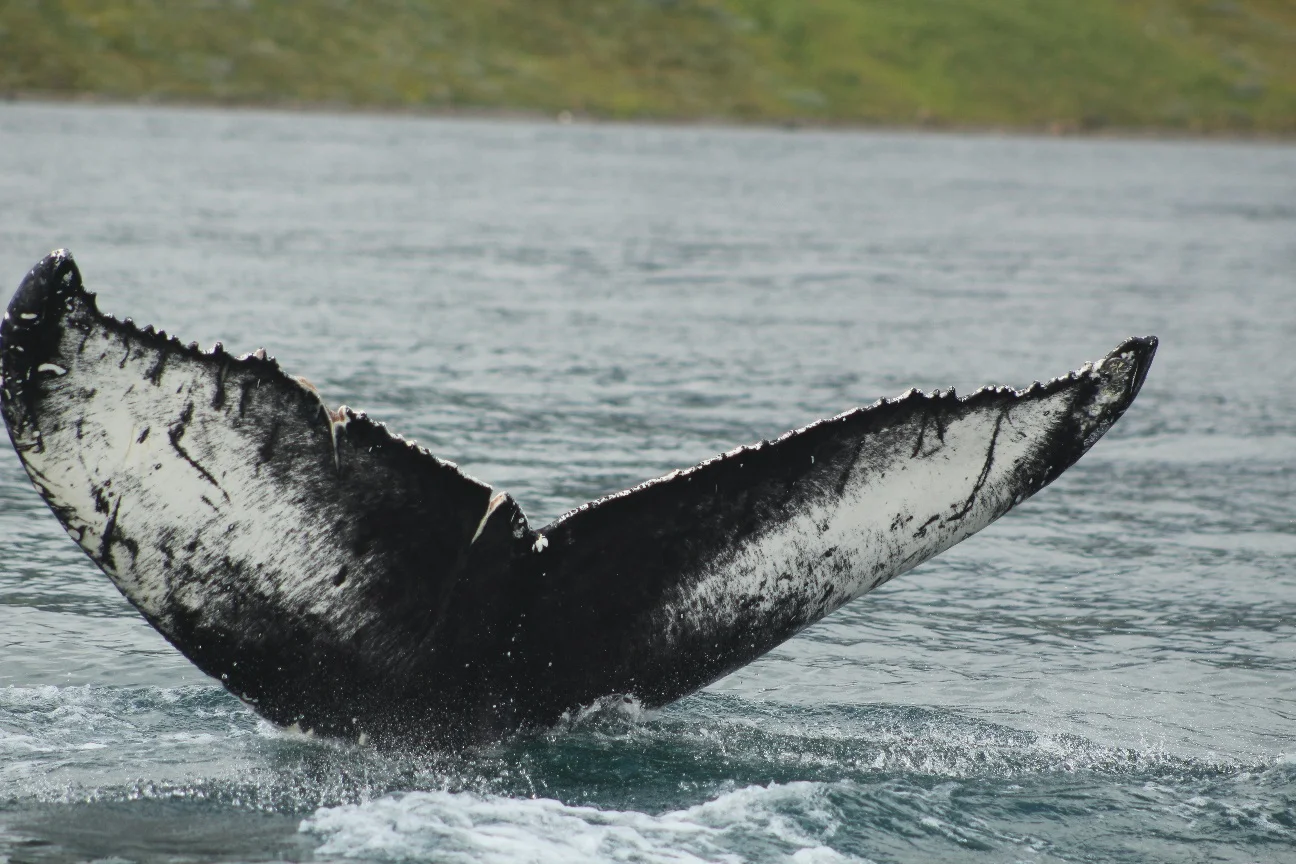 2017_07_07_0900_SOL_GUILLAUME (37).JPG