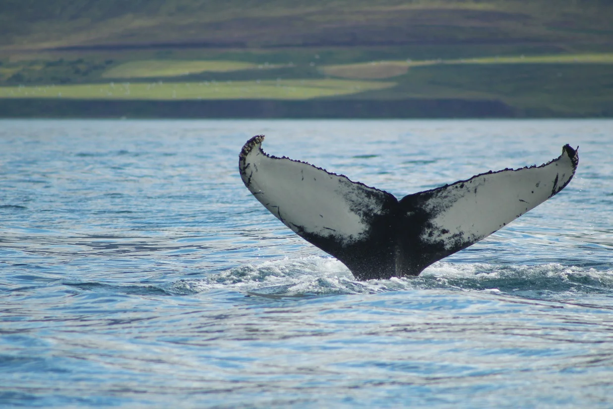 2017_07_07_0900_SOL_GUILLAUME (48).JPG