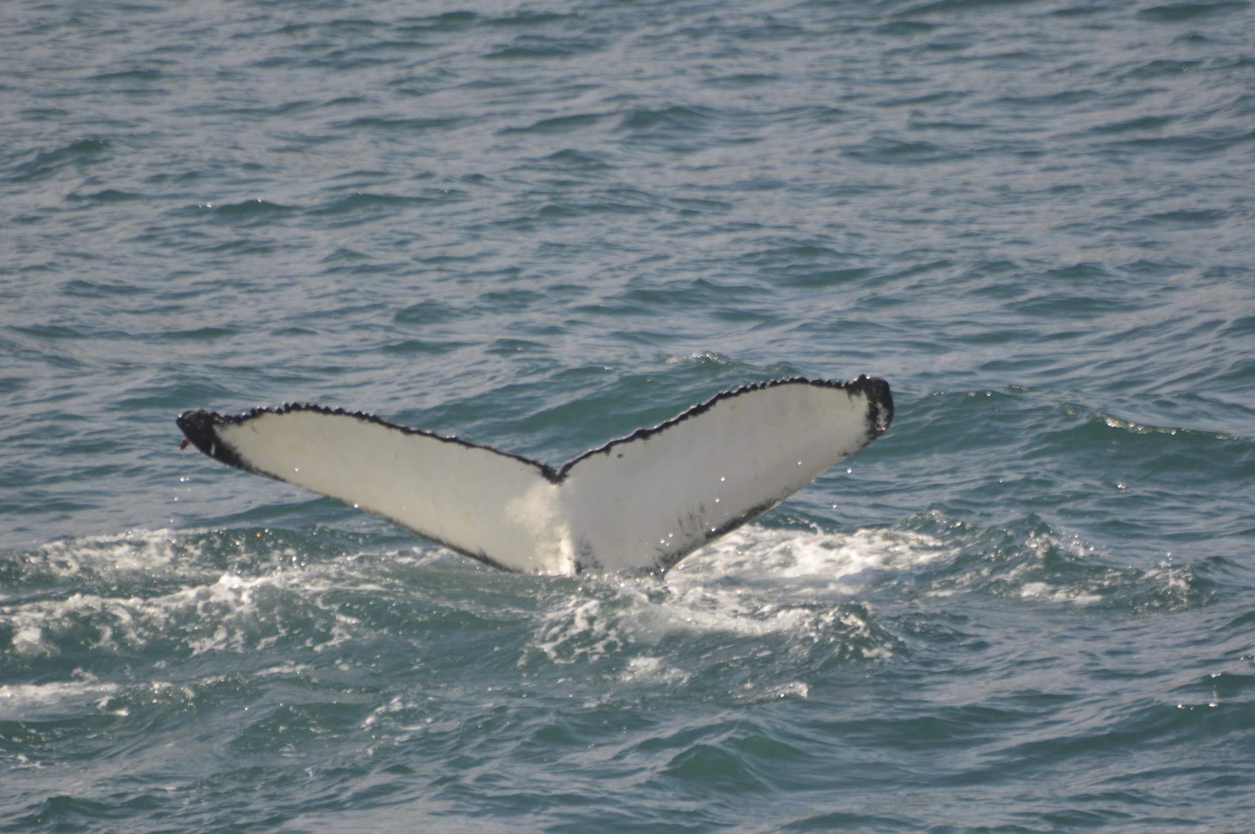 2017_07_24_1300_MANU_HOL (19).JPG