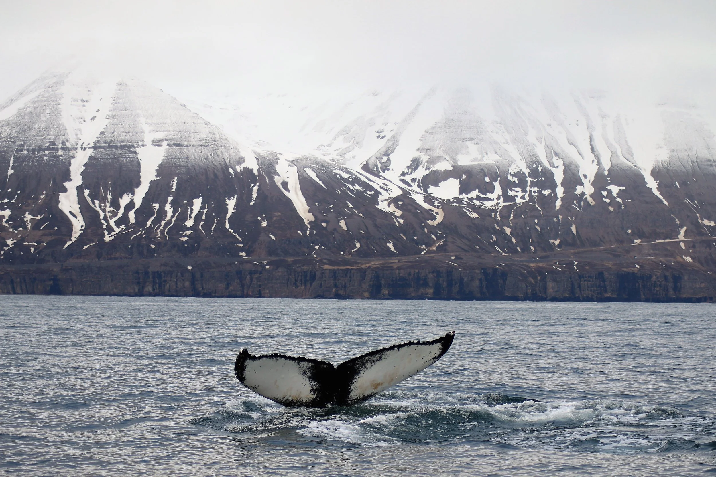 2018_04_28_1000_SOL_BABSI (86).JPG