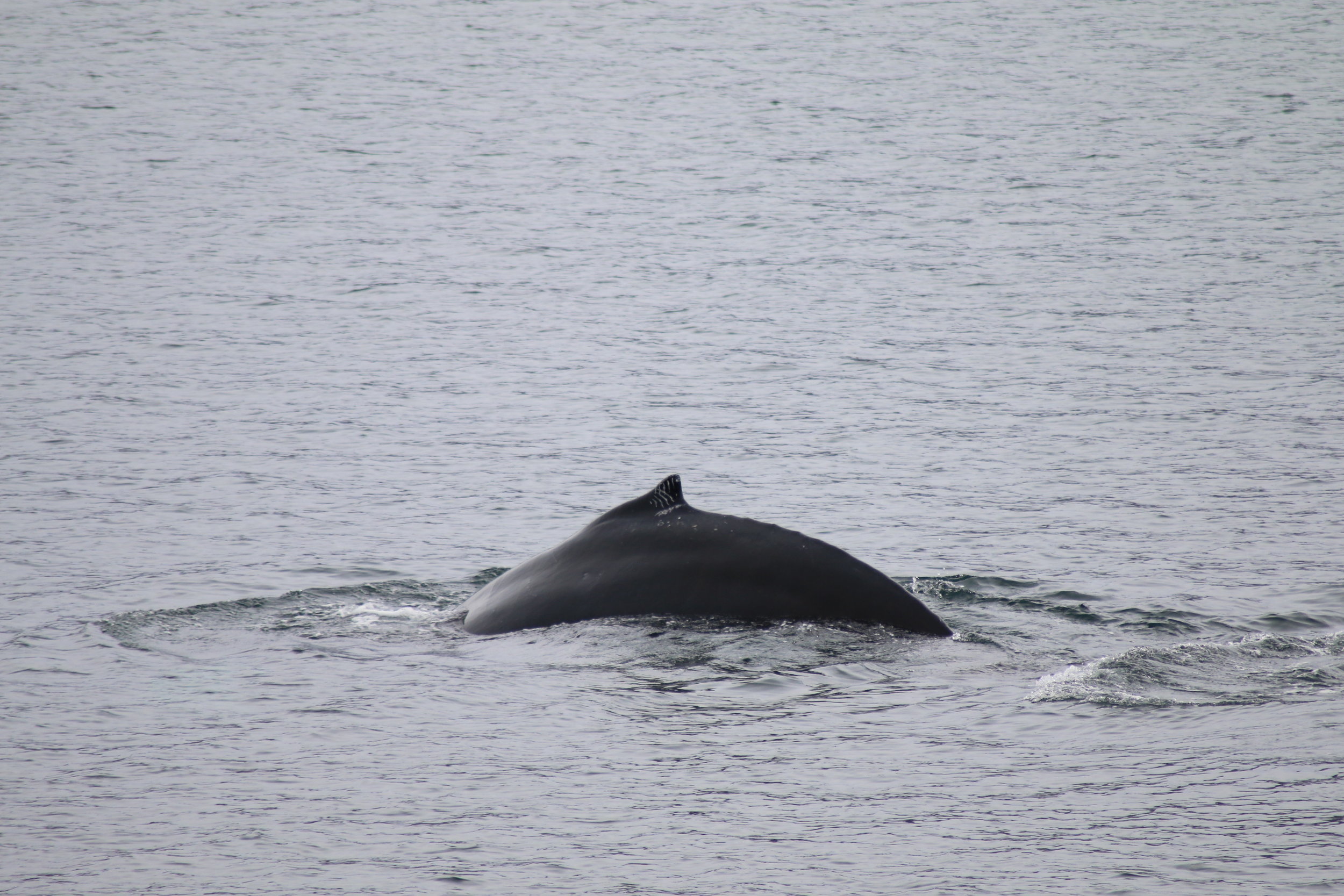 2018_05_02_0900_HOL_BABSI.humpback whale.JPG