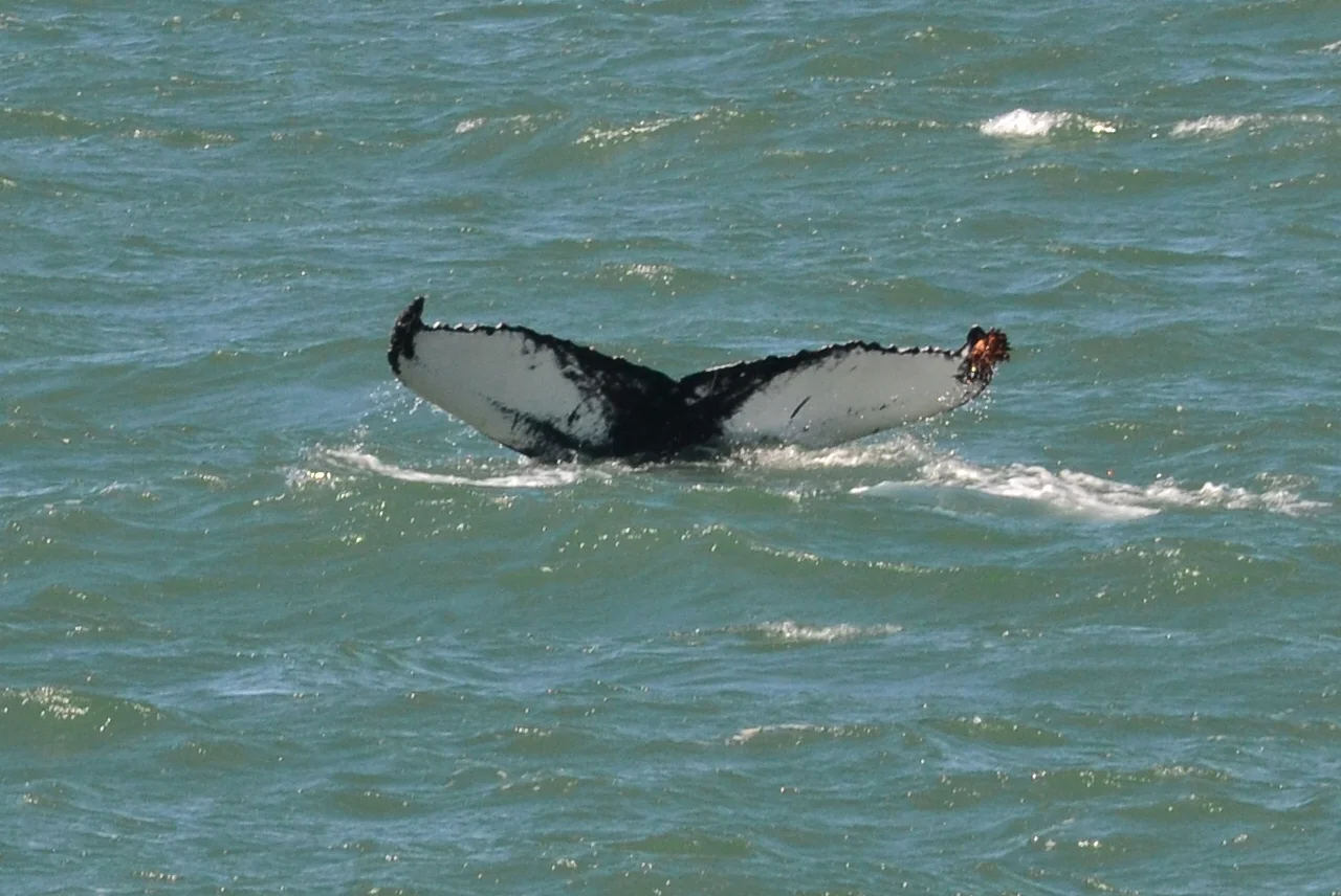 CSC_0510.JPG