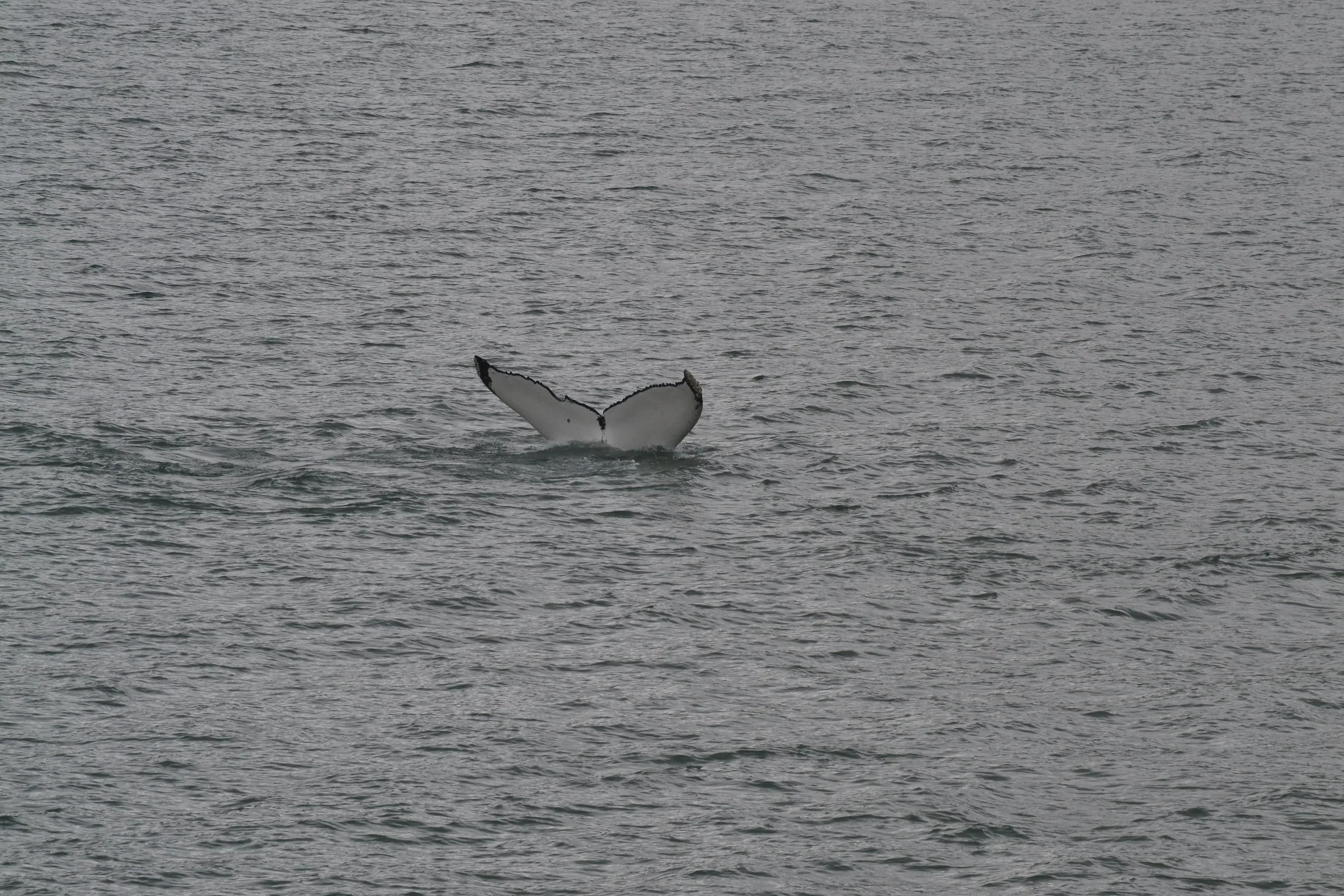 DSC_0556.JPG