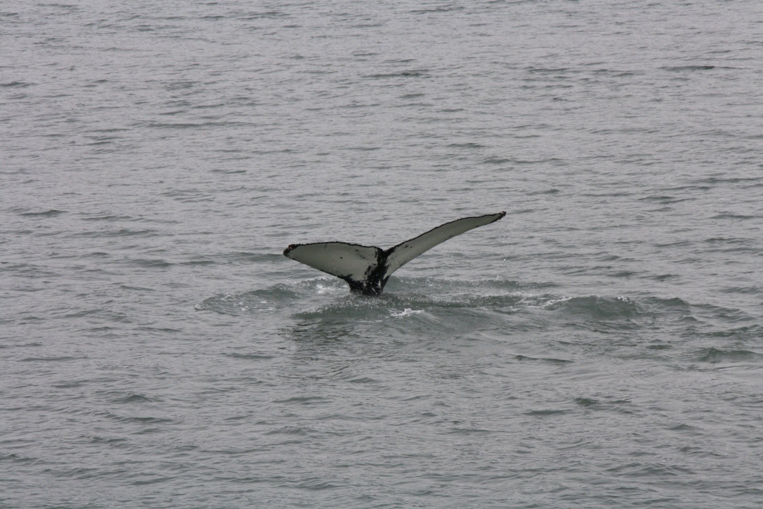 2018_06_09_0900_HOL_ALBERT (13).JPG