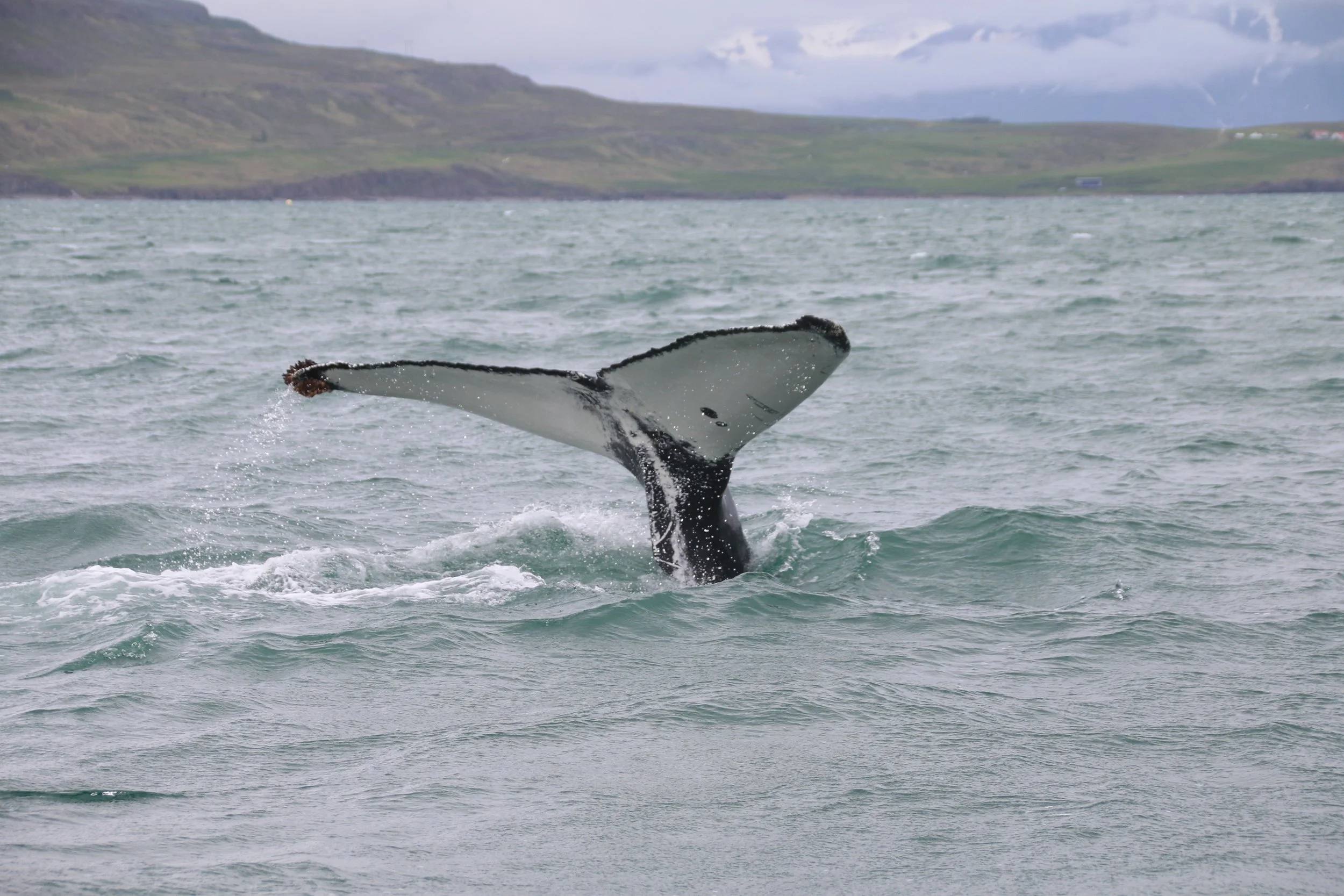 2018_06_11_1400_DIP_BABSI (69).JPG