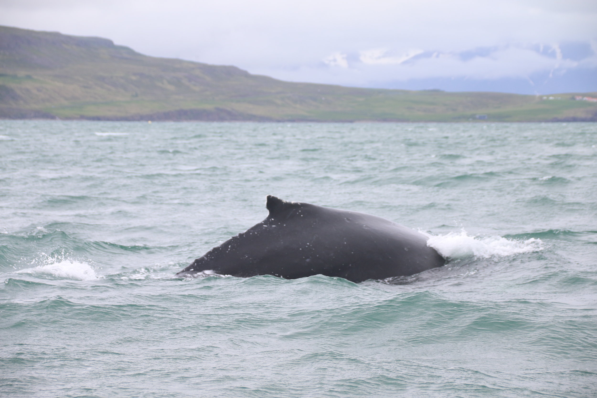 2018_06_11_1400_DIP_BABSI (63).JPG