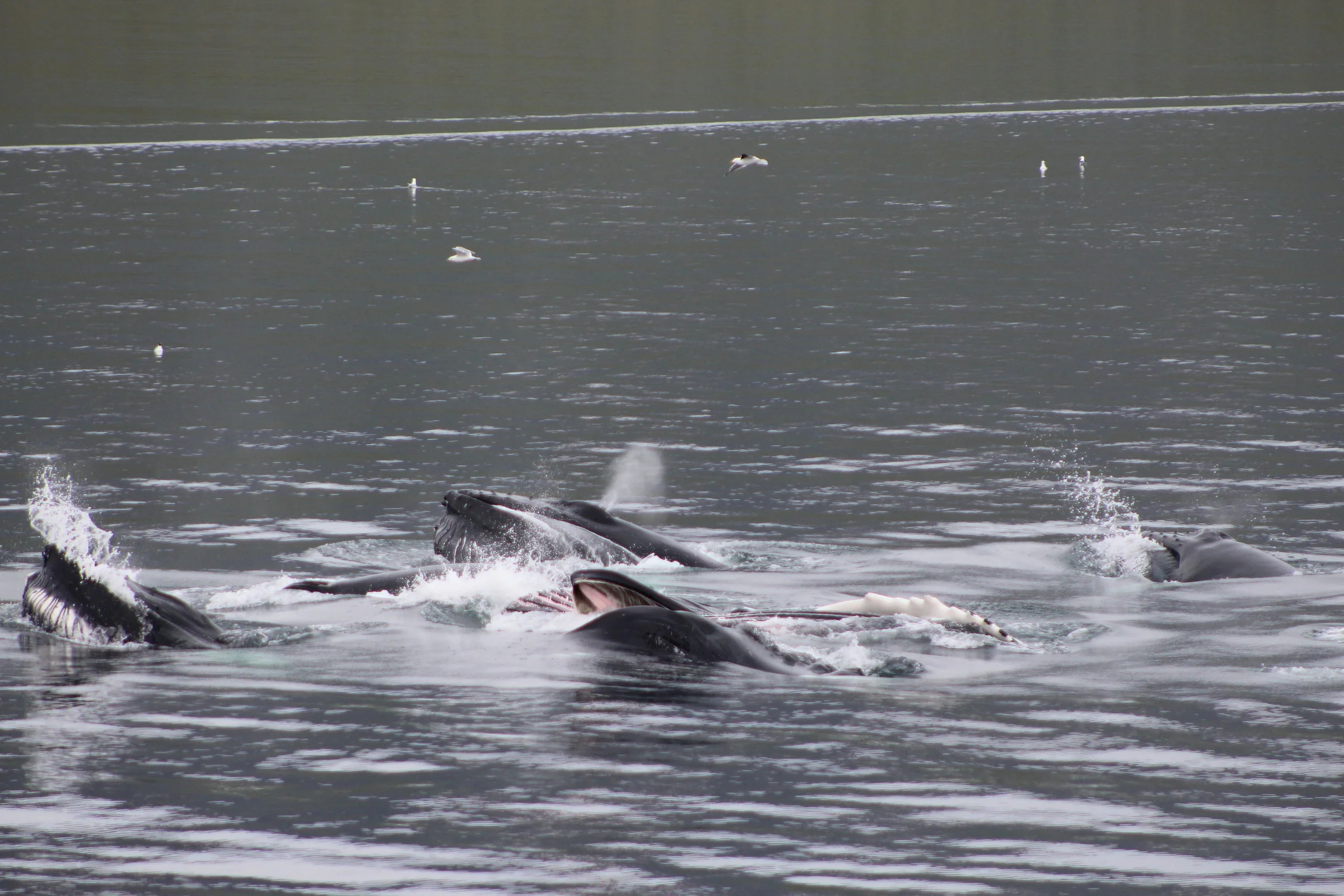 2018_06_23_900_HOL_Anna (26).JPG