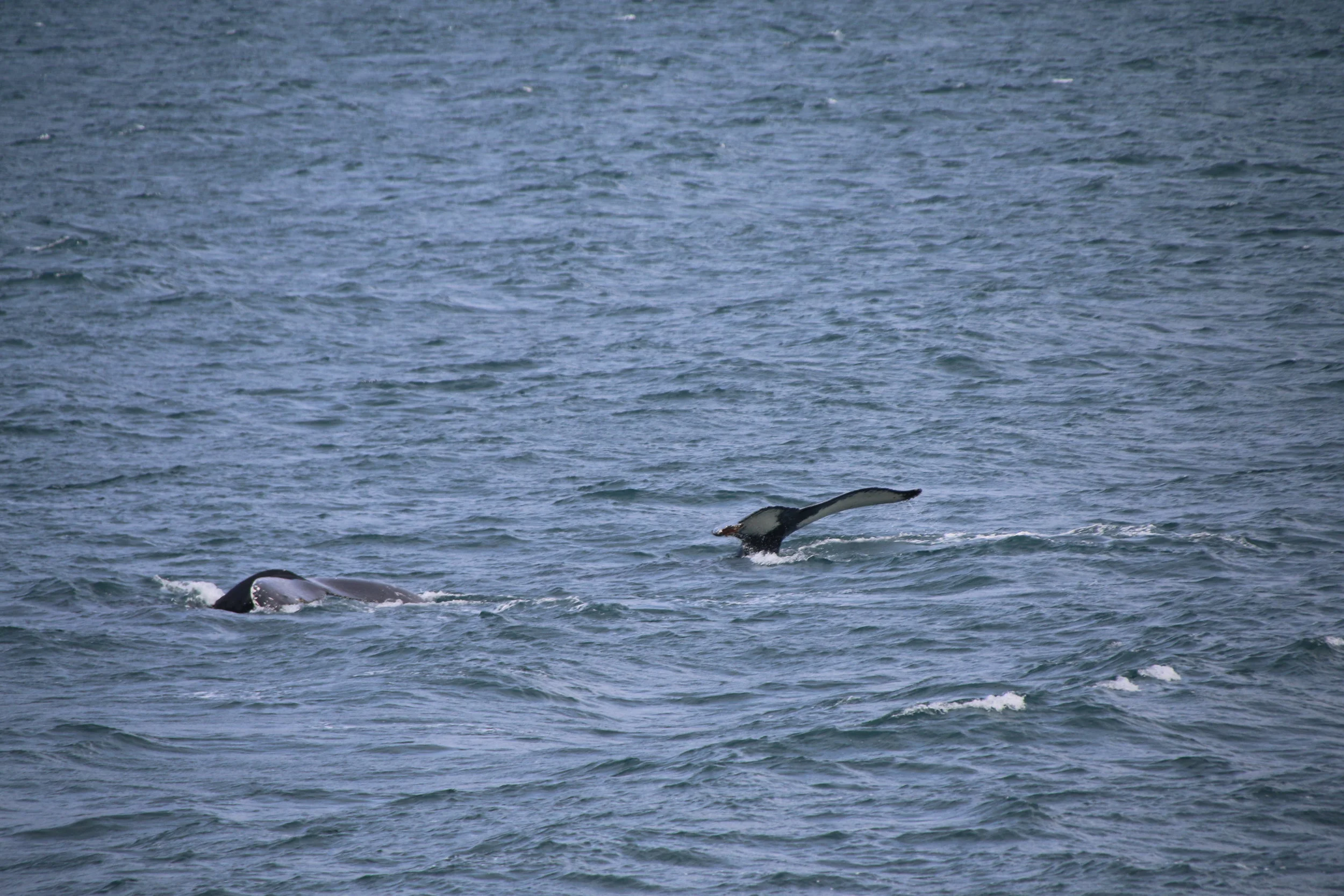 2018_07_24_1300_HOL_BABSI (11).JPG