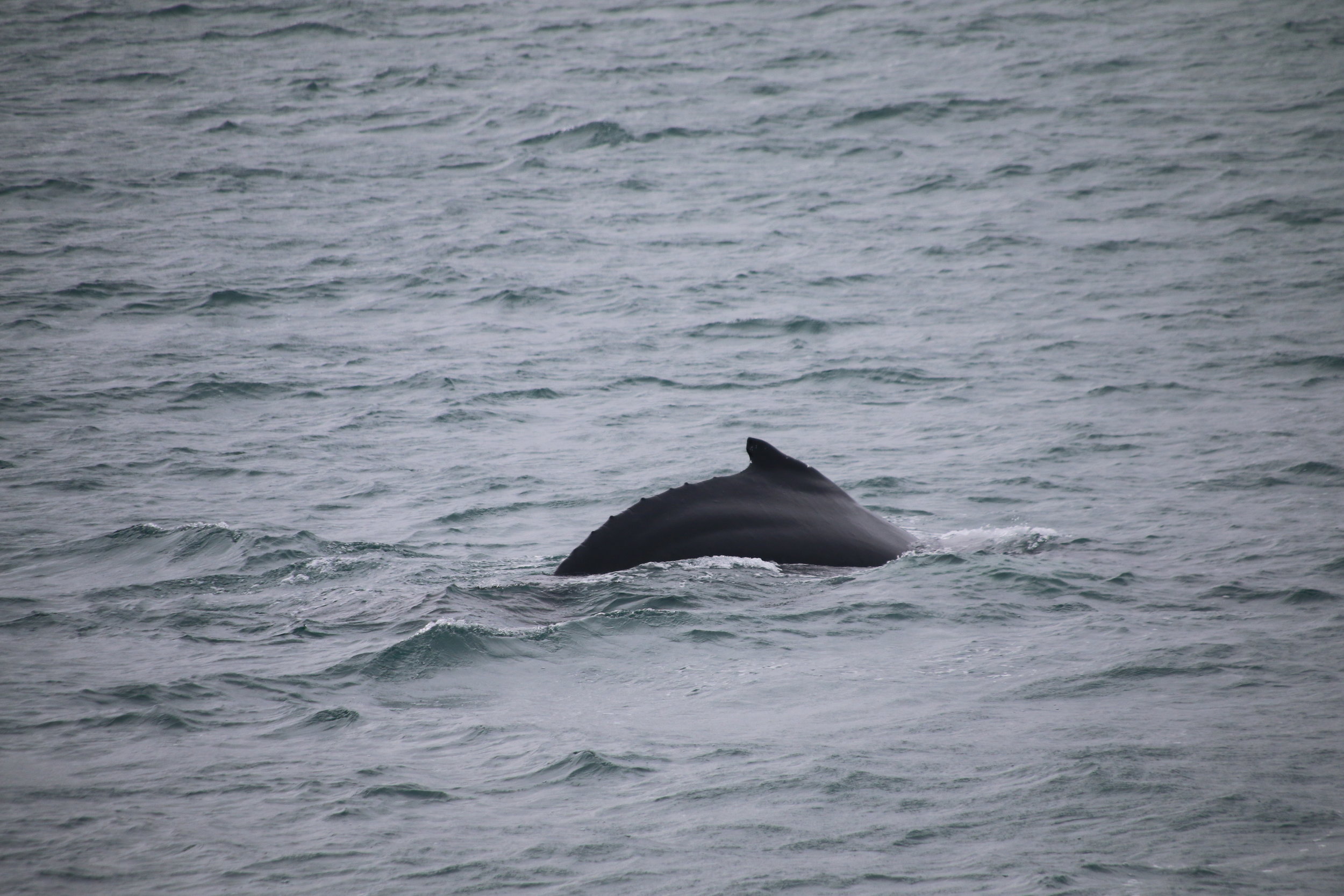 2018_07_24_0900_HOL_BABSI (24).JPG