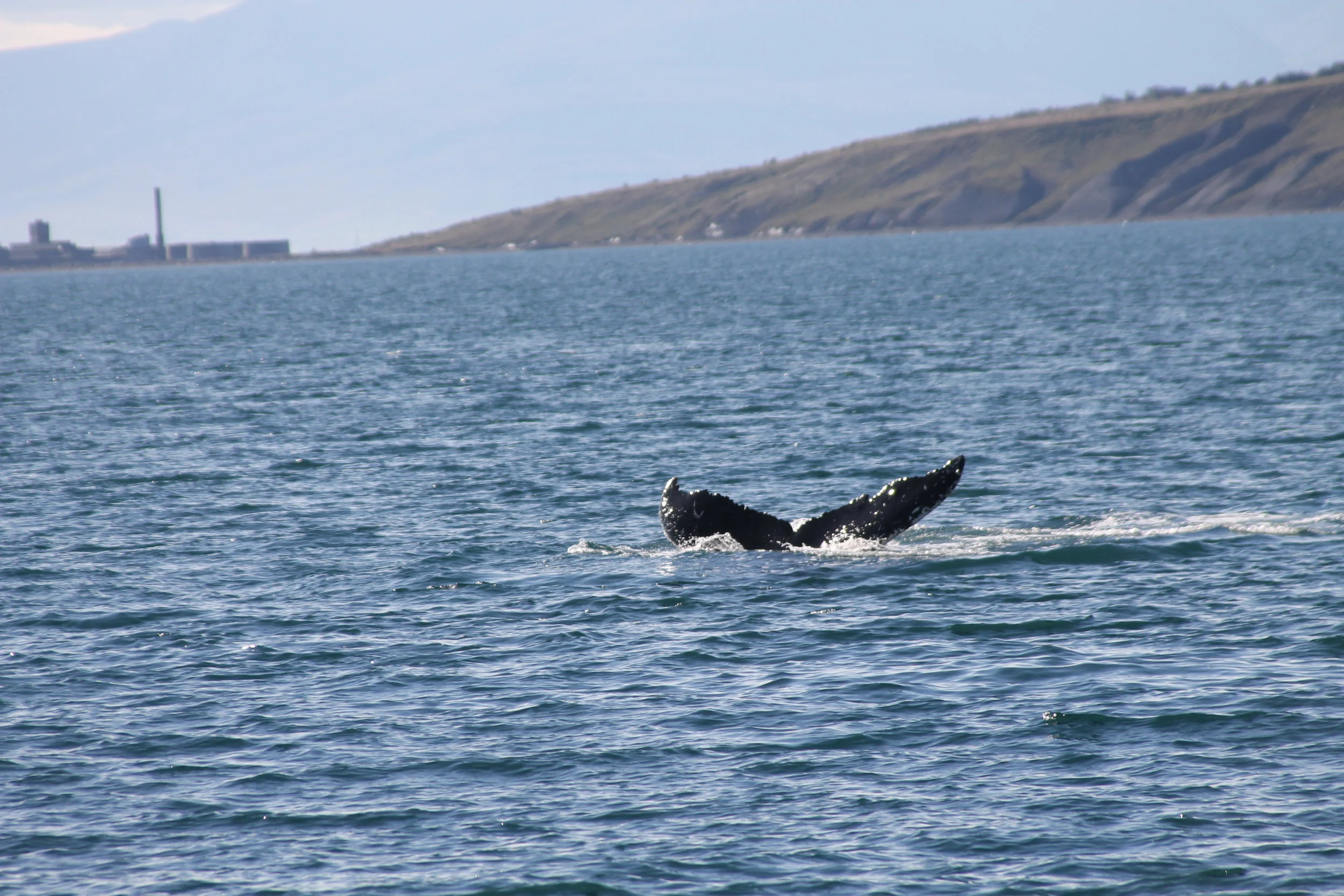 2018_08_14_0900_HOL_TESS (16).JPG