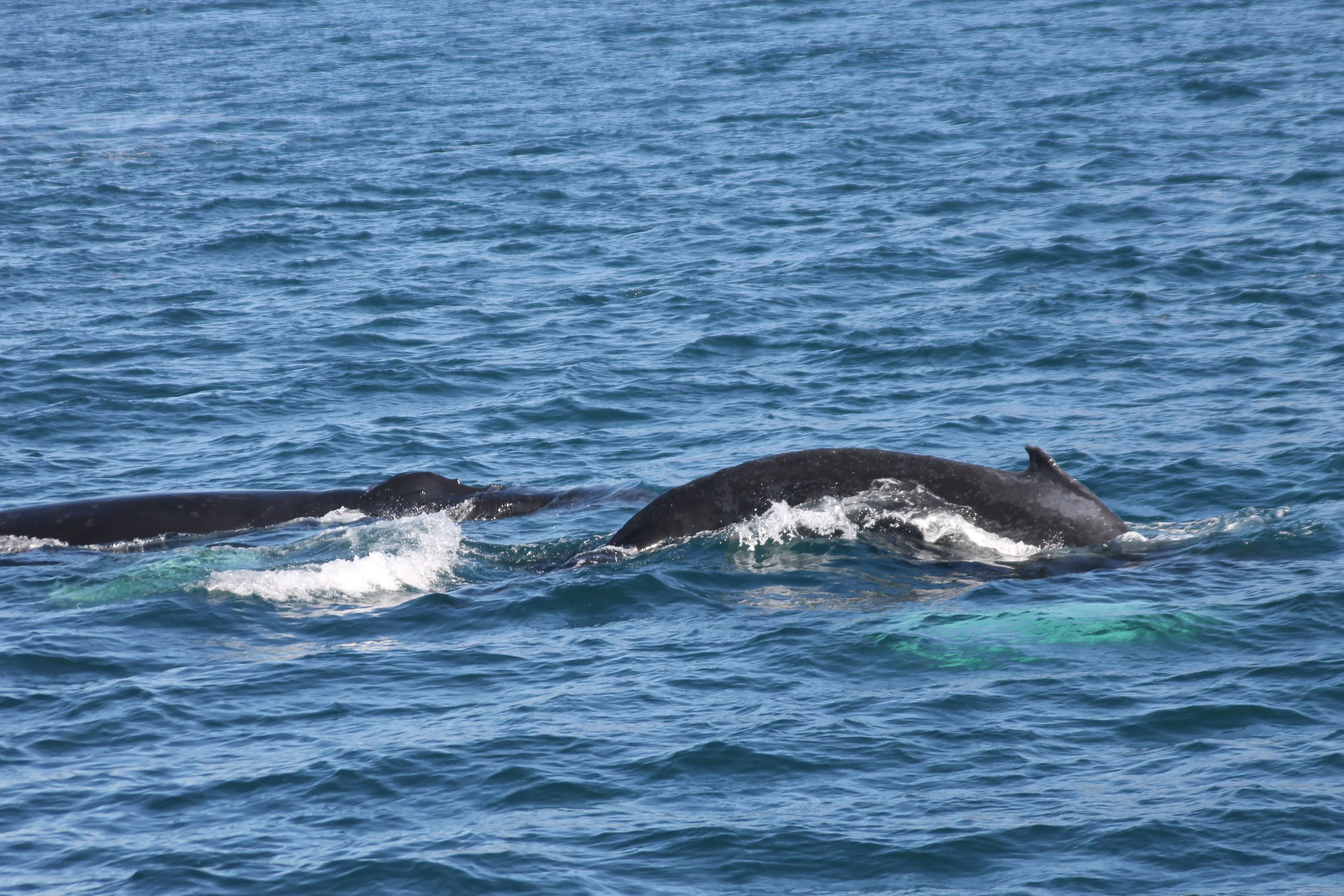 2018_08_14_0900_HOL_TESS (60).JPG