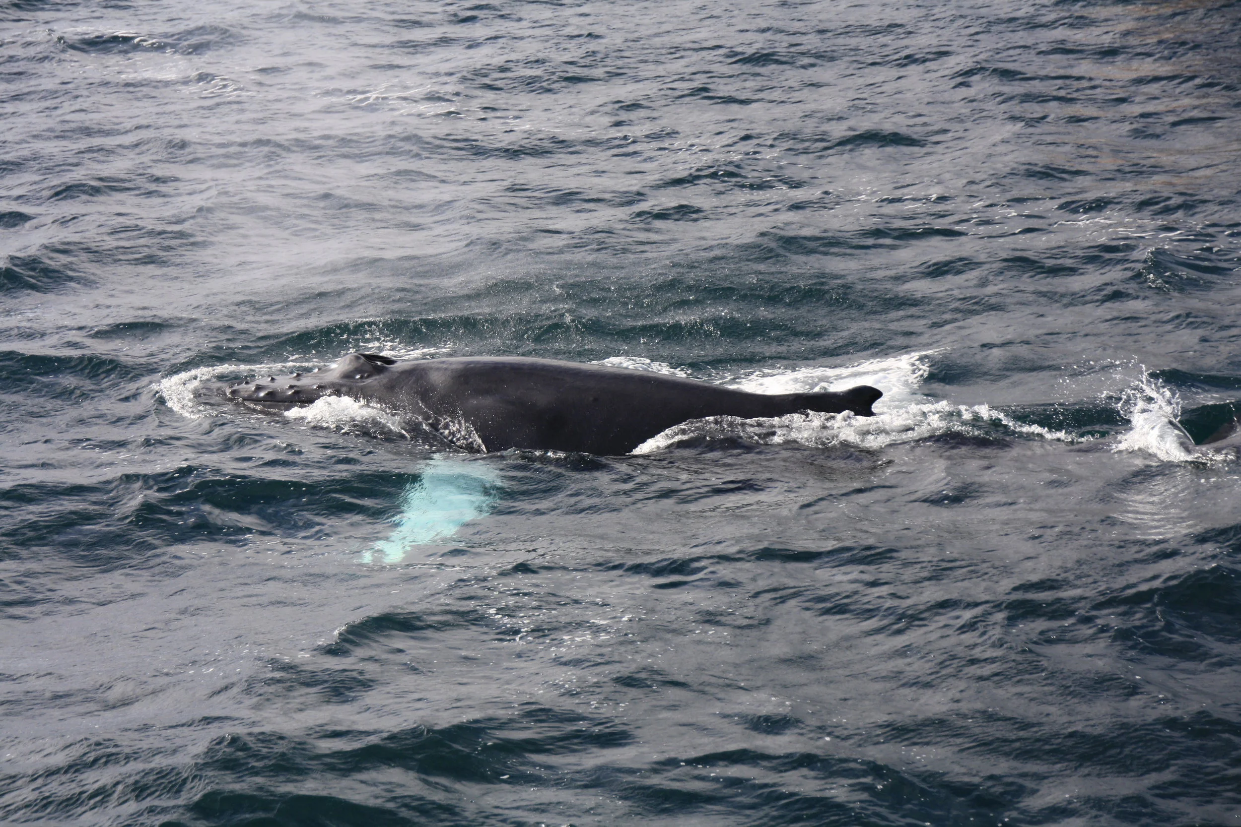 2018_08_24_0900_HOL_ALBERT (8).JPG