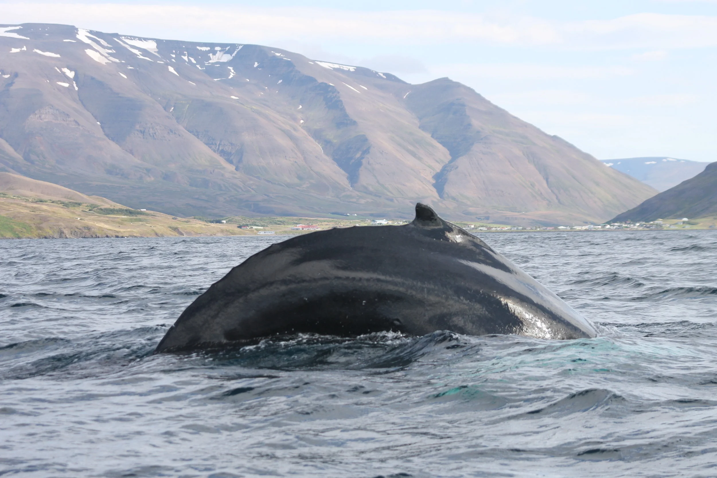 2018_08_18_1400_DIP_TESS (54).JPG