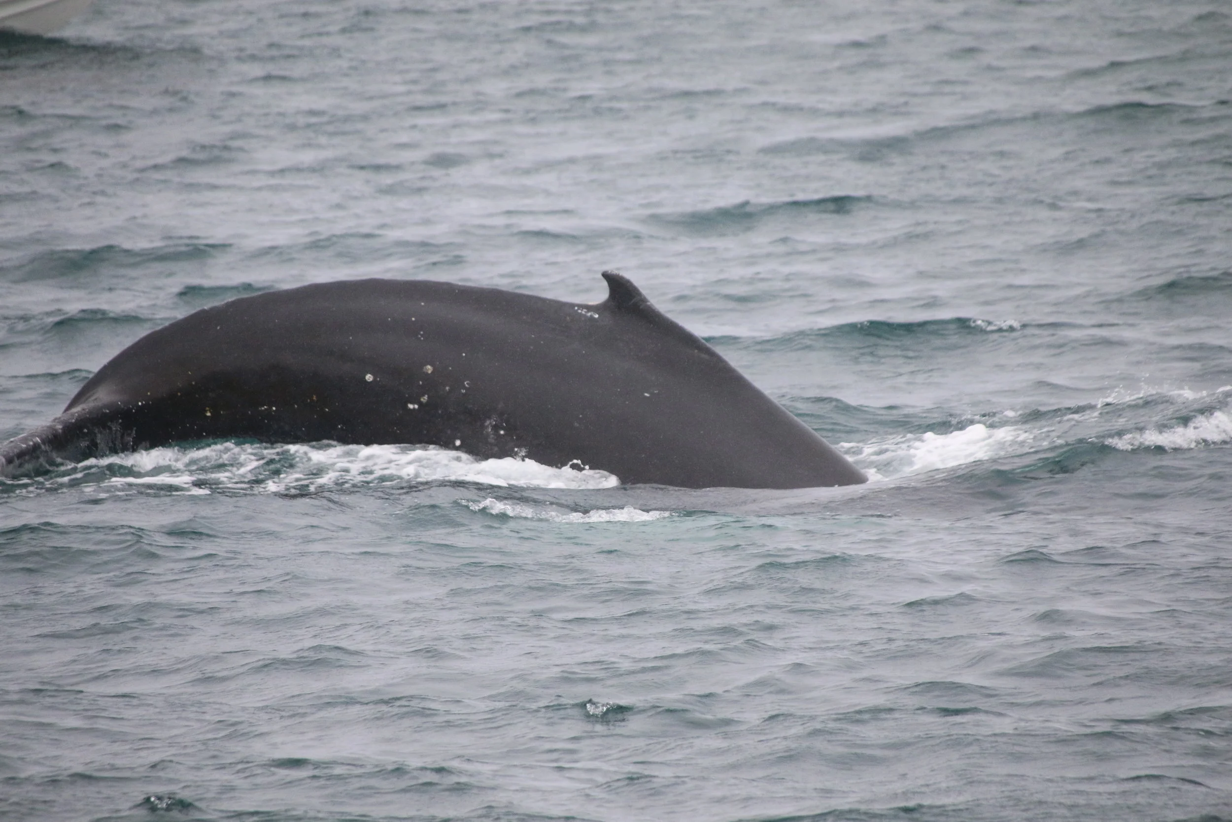 2018_09_13_0900_HOL_BABSI (2).JPG