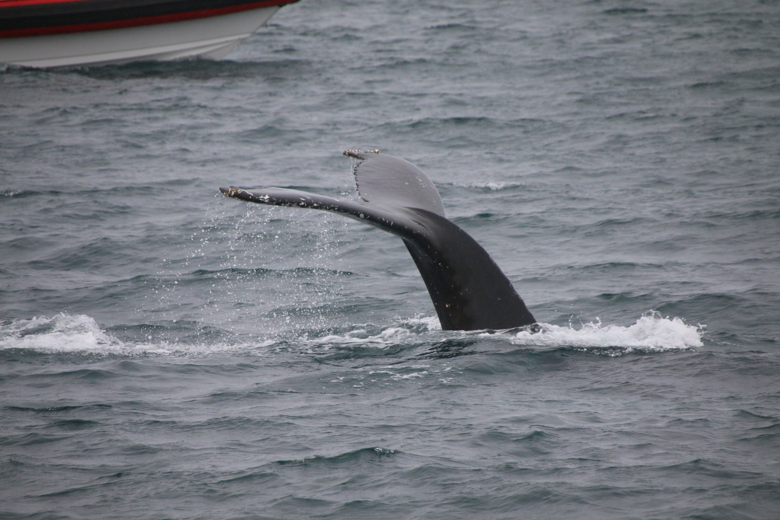 2018_09_13_0900_HOL_BABSI (3).JPG