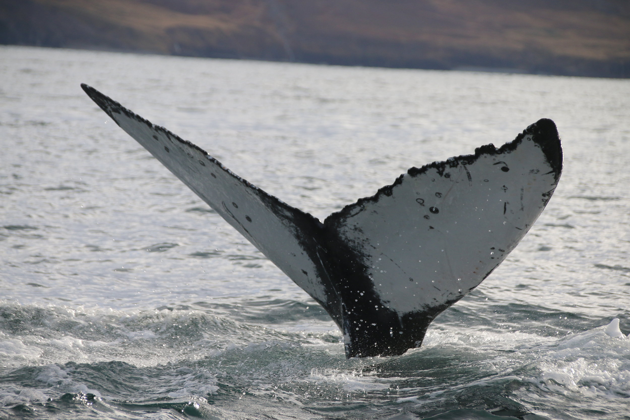 2018_10_03_1000_DIP_BABSI (1).JPG