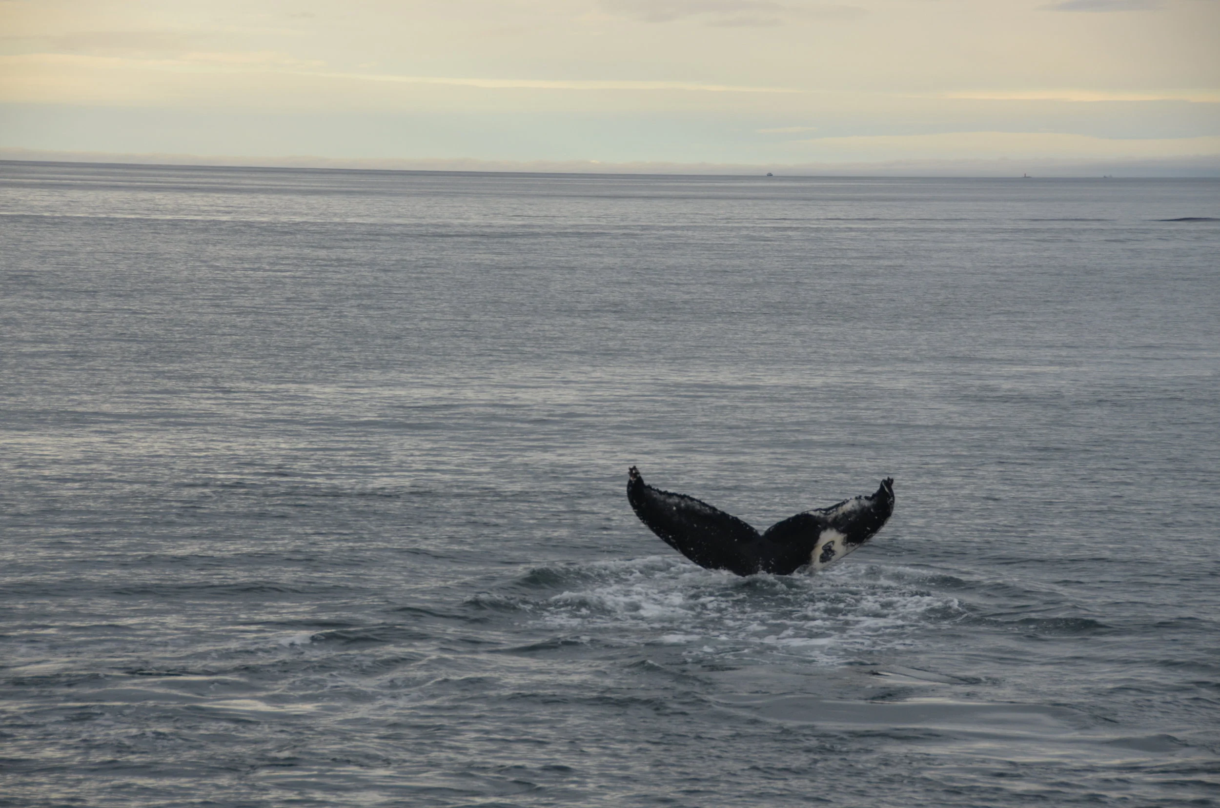 DSC_0105.JPG