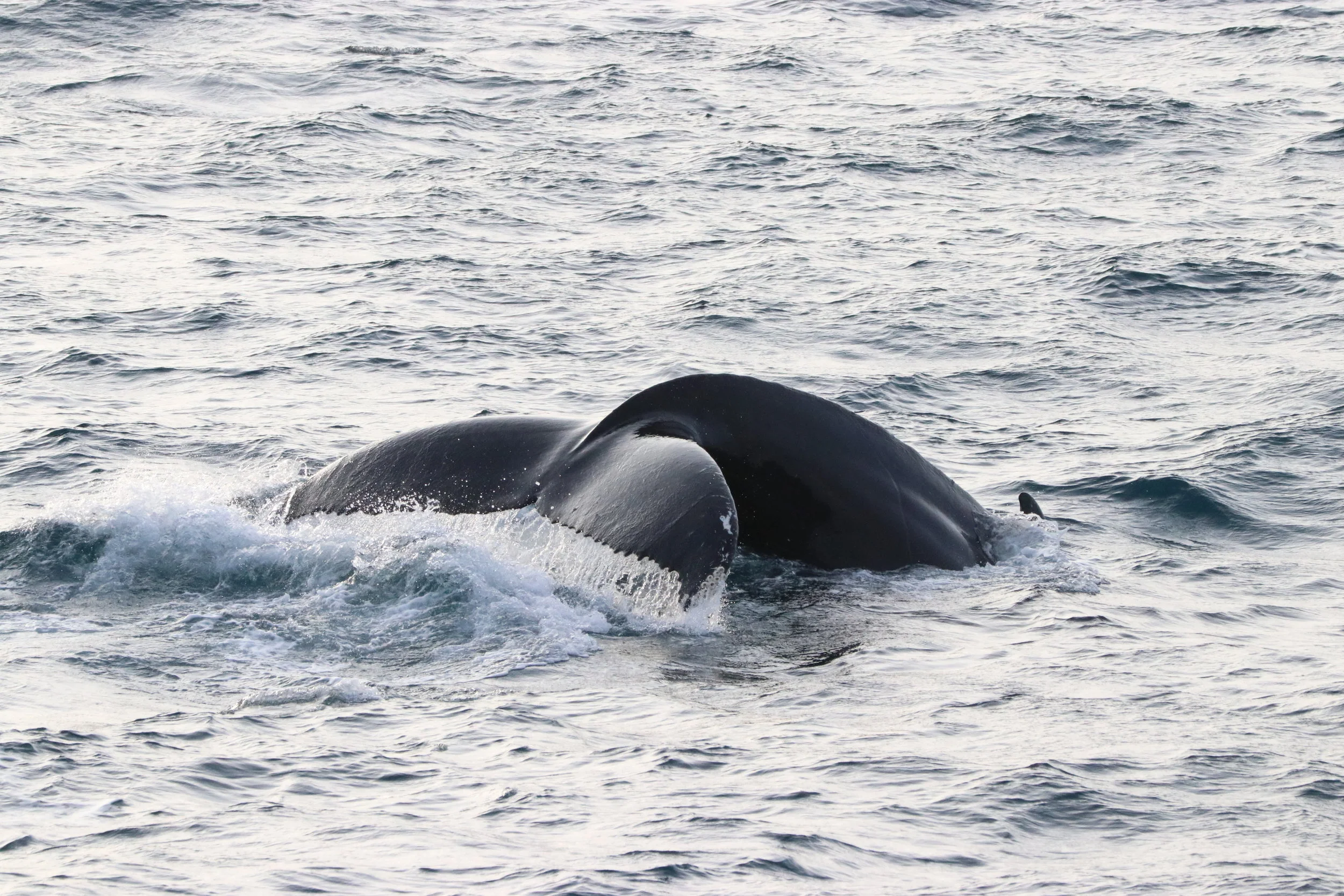 2019_02_25_0900_HOL_ALBERTO (11).JPG