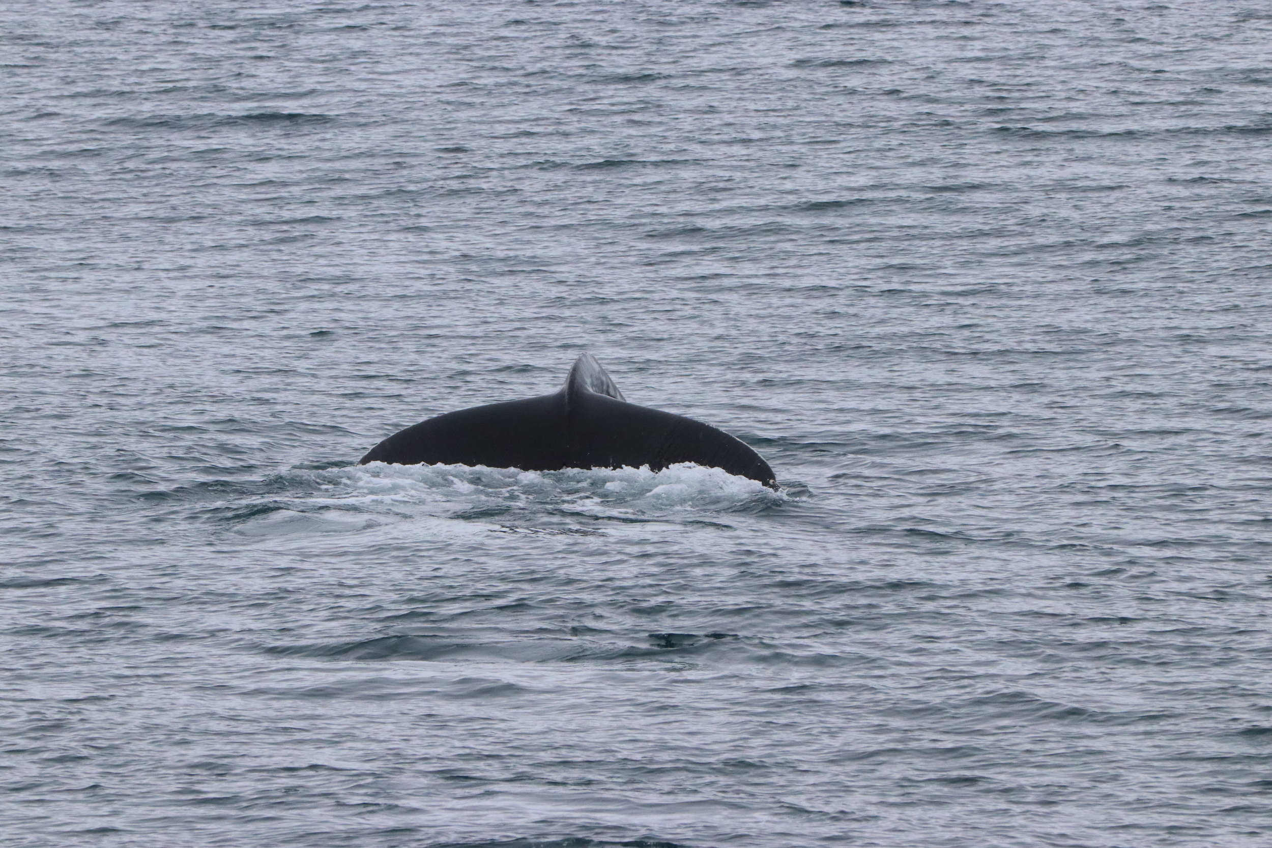 2019_03_01_1300_HOL_ALBERTO (5).JPG