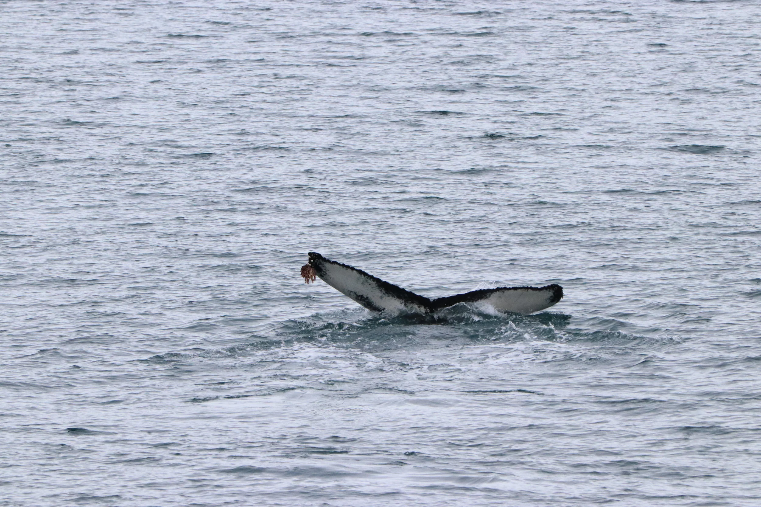 2019_03_01_1300_HOL_ALBERTO (6).JPG