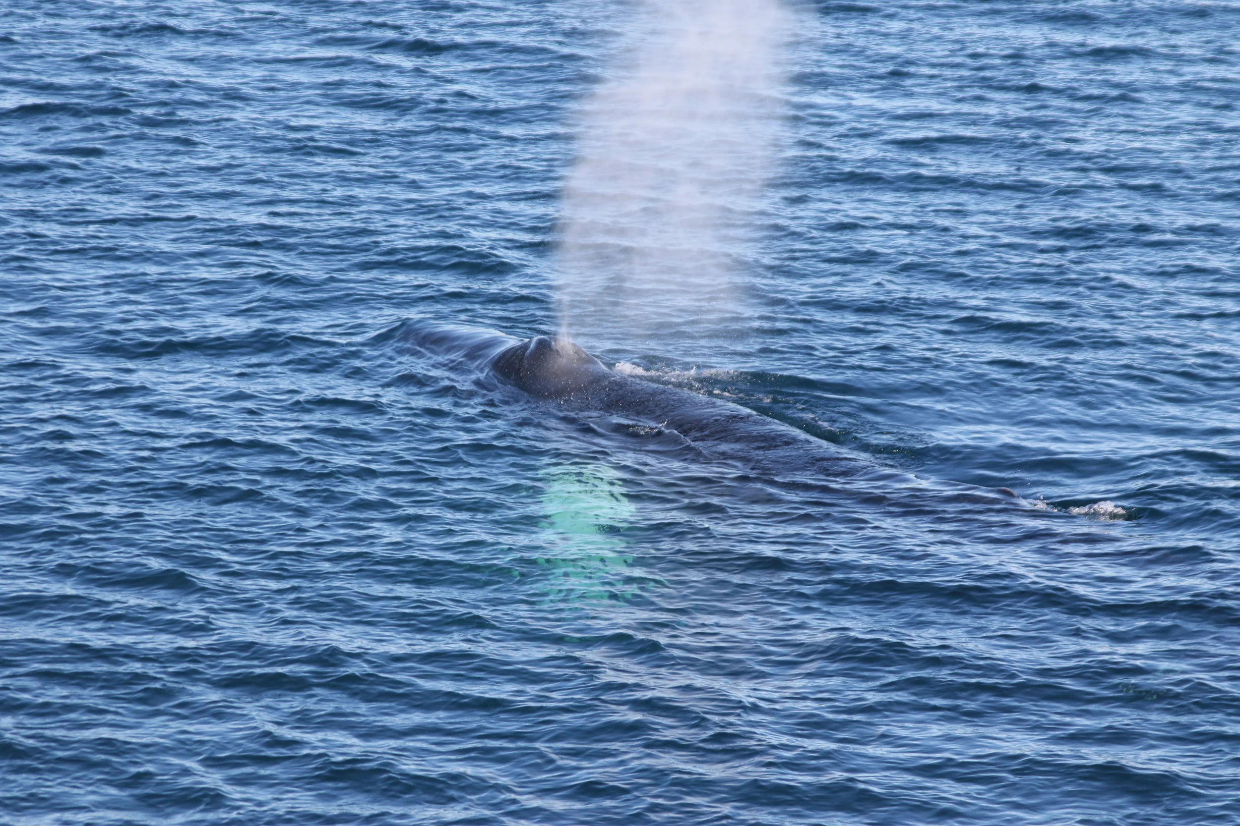 2019_03_08_1300_HOL_TESS (20).JPG