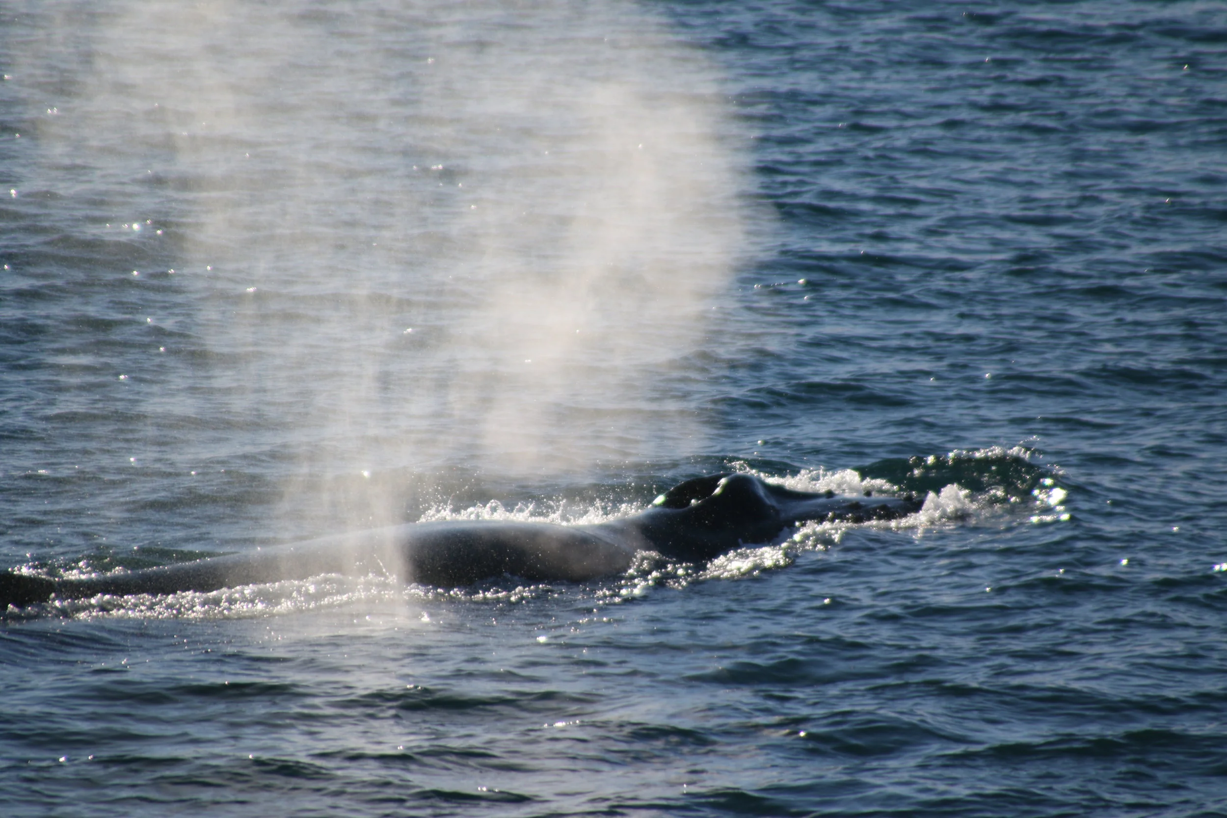 2019_03_08_1300_HOL_TESS (29).JPG