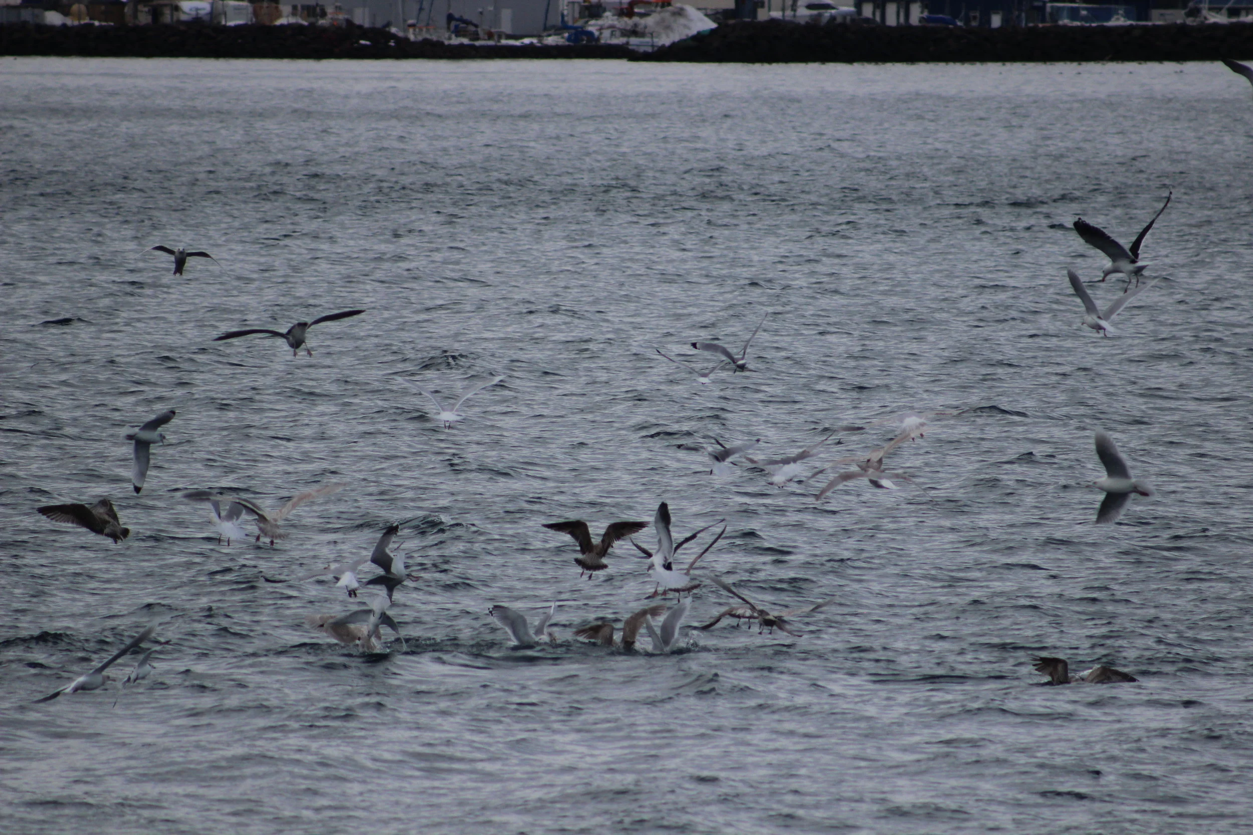 2019_02_24_1300_HOL_ANIA (12).JPG