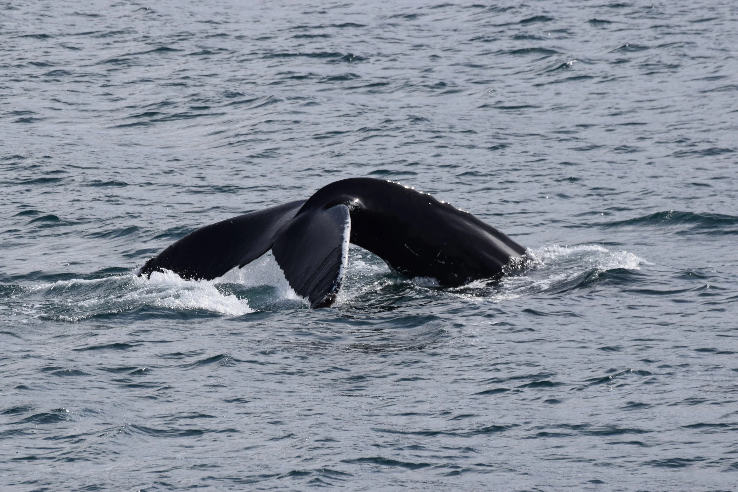 2019_05_08_0900_HOL_HANNA (10).JPG