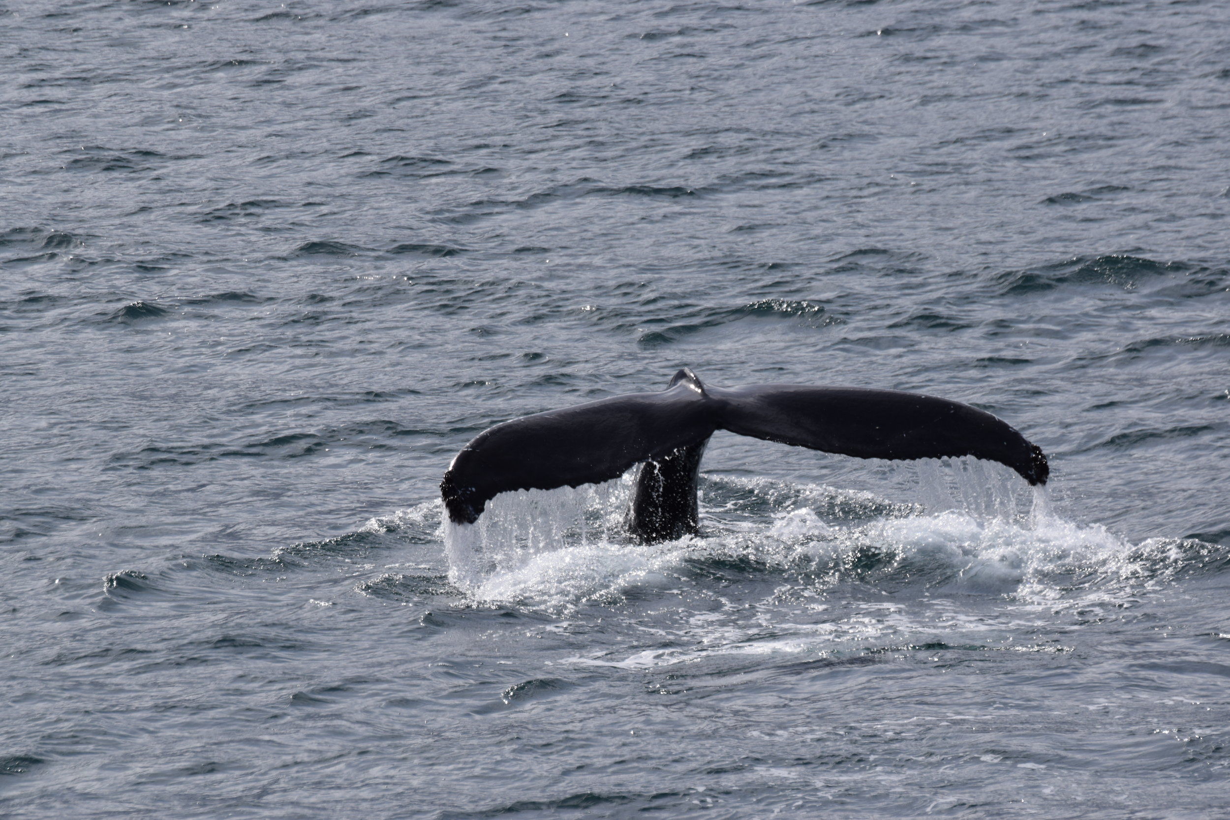 2019_05_08_0900_HOL_HANNA (5).JPG