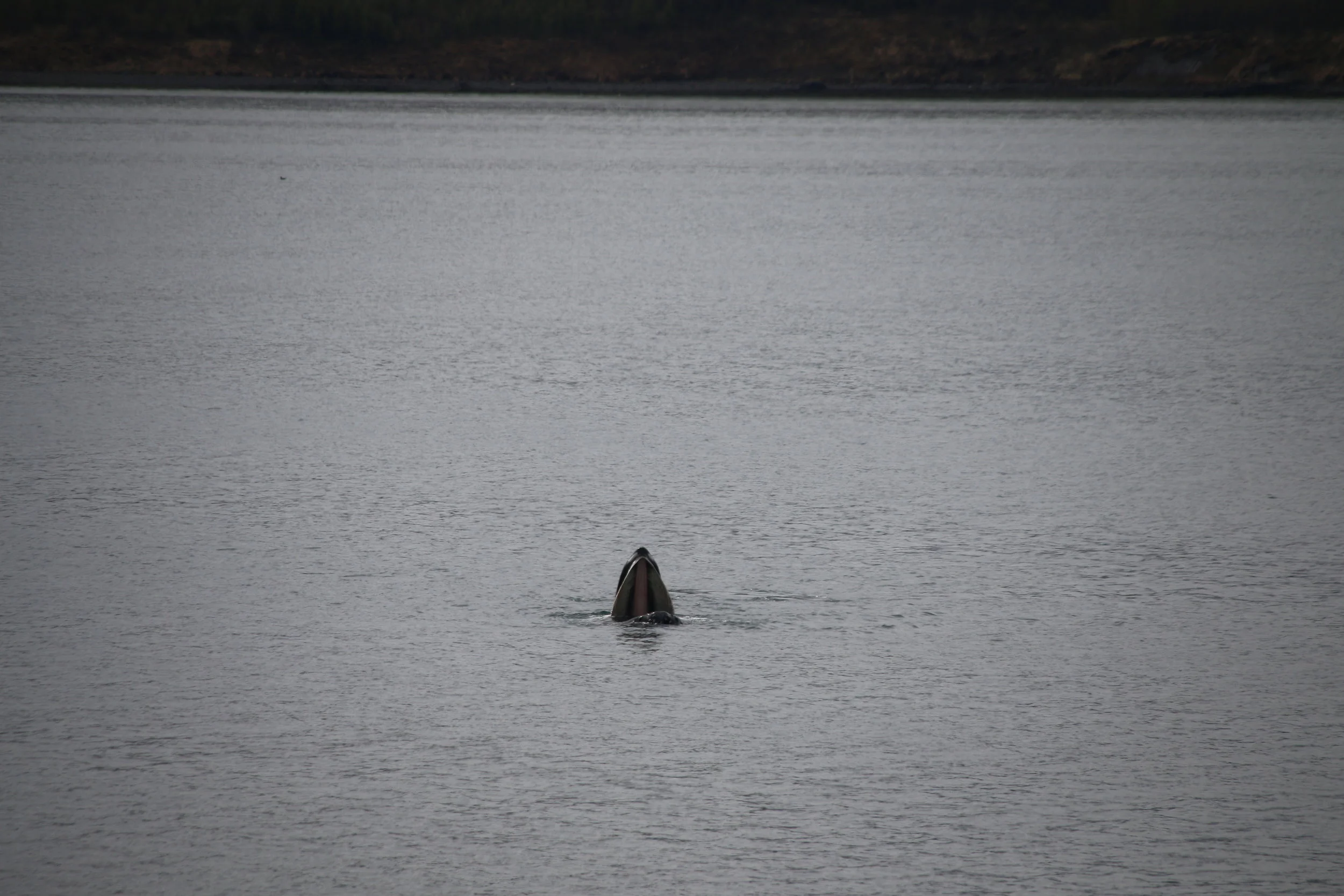 2019_05_13_1300_HOL_BABSI (27).JPG