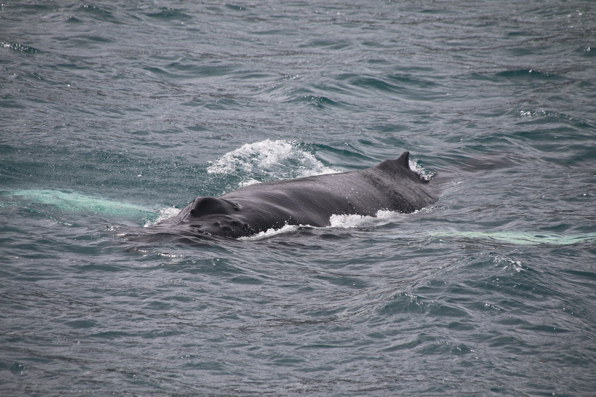 2019_06_03_1300_HOL_BABSI (8).JPG