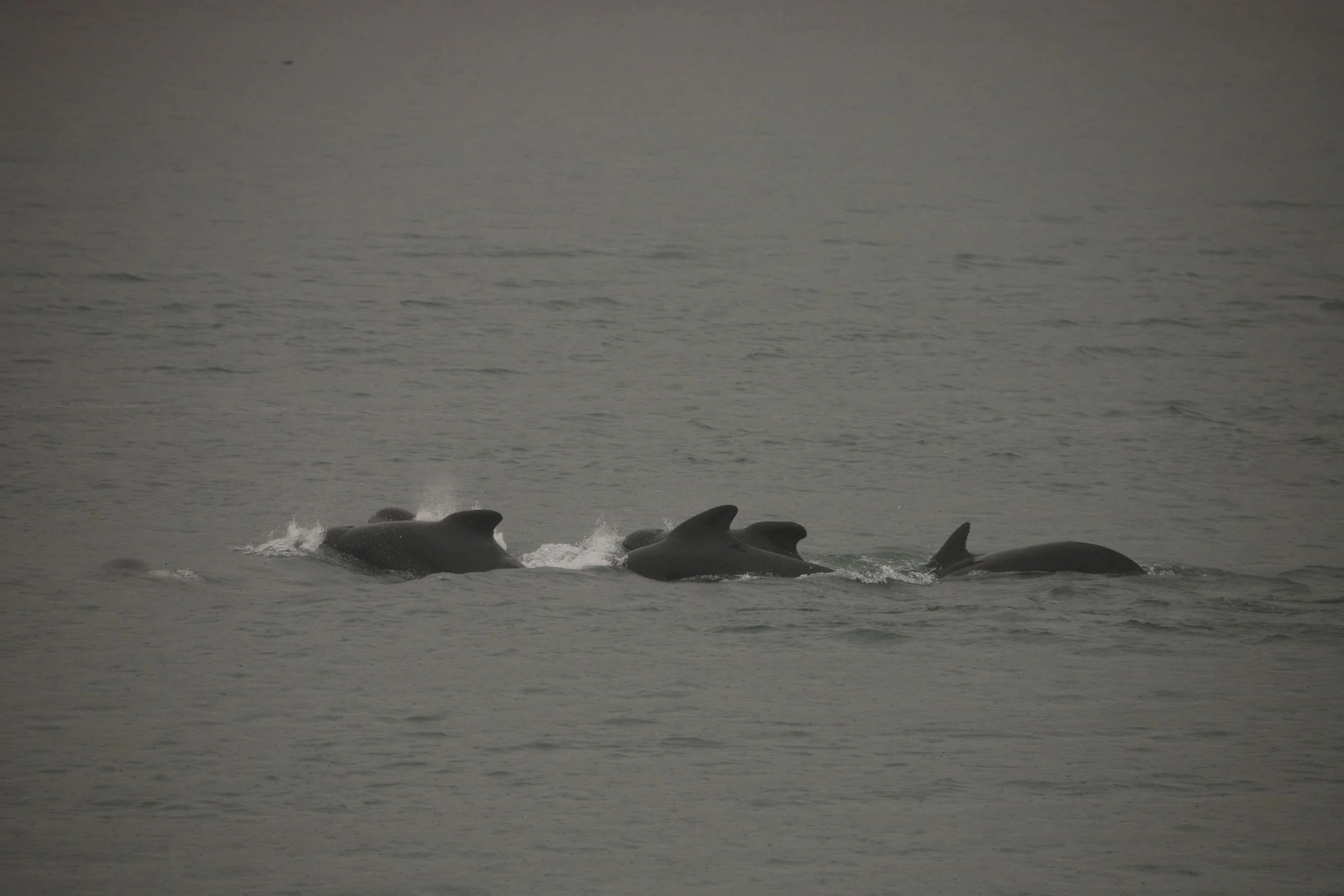 2019_08_12_1300_HOL_RODRIGO (190).JPG