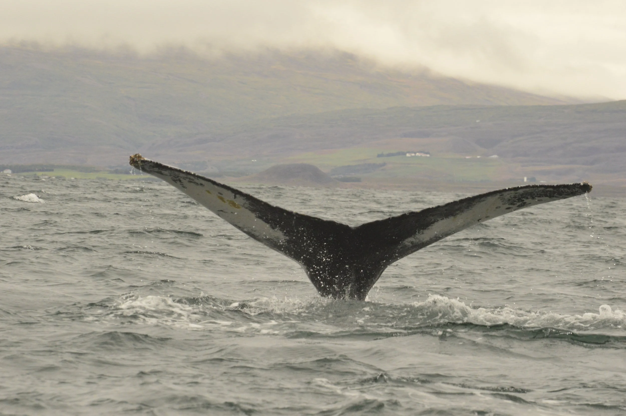 2019_08_28_1000_Sol_BARBARA (22).JPG