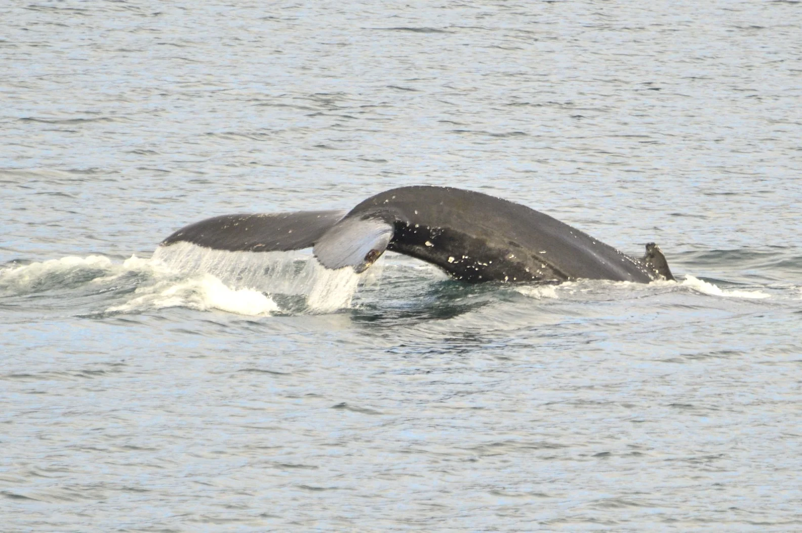 2019_09_05_1300_HOL_Albert (28).JPG