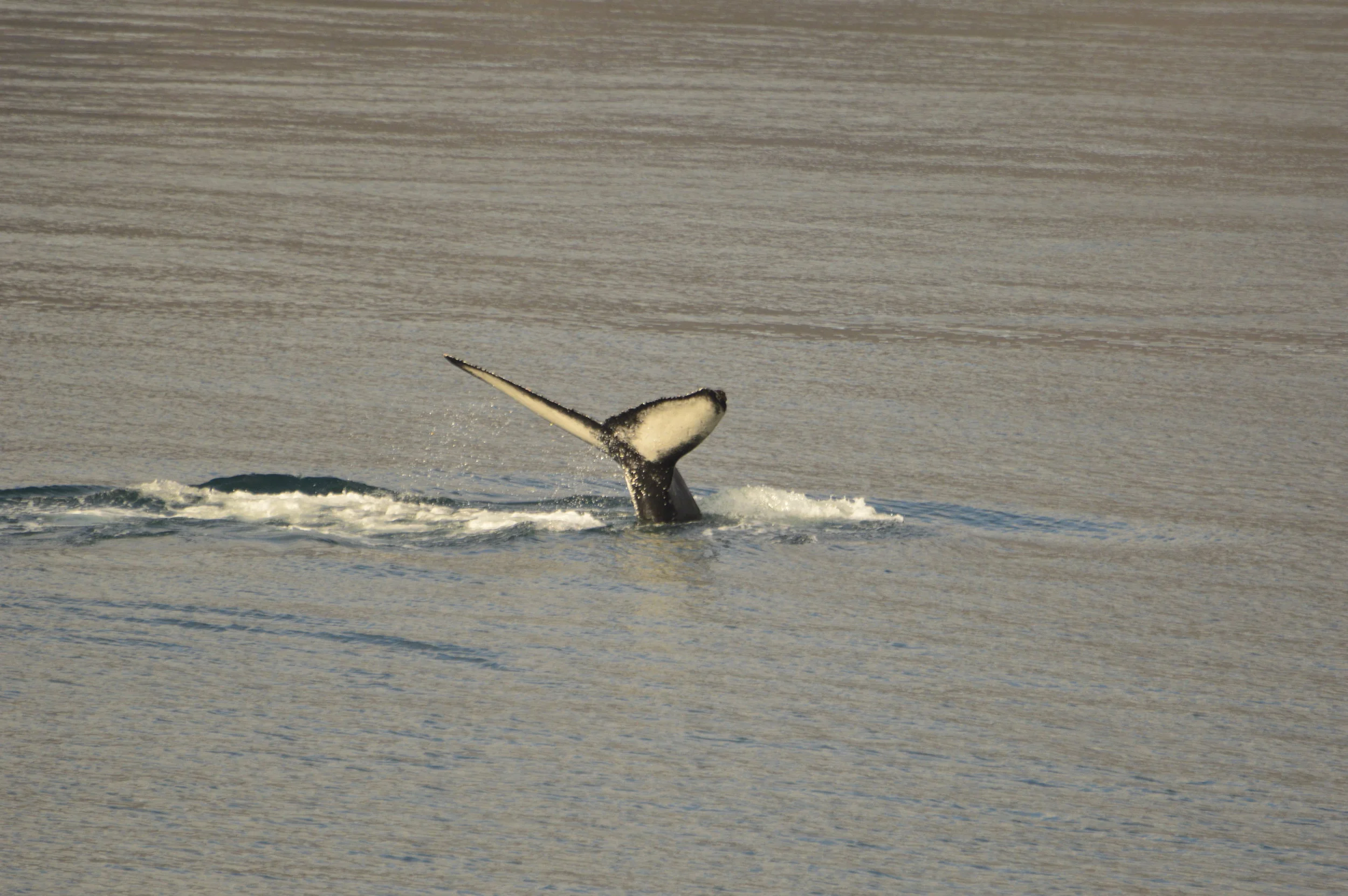 2019_09_06_0900_HOL_ALBERT (19).JPG