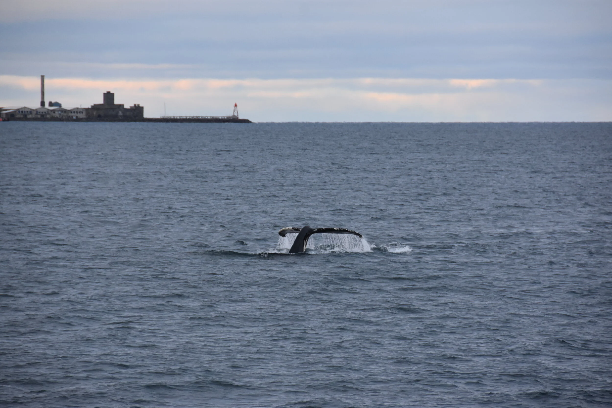 DSC_3181.JPG