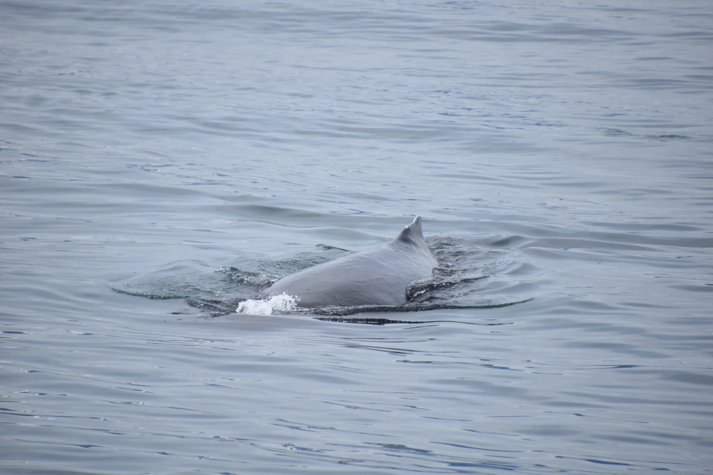DSC_0155.JPG