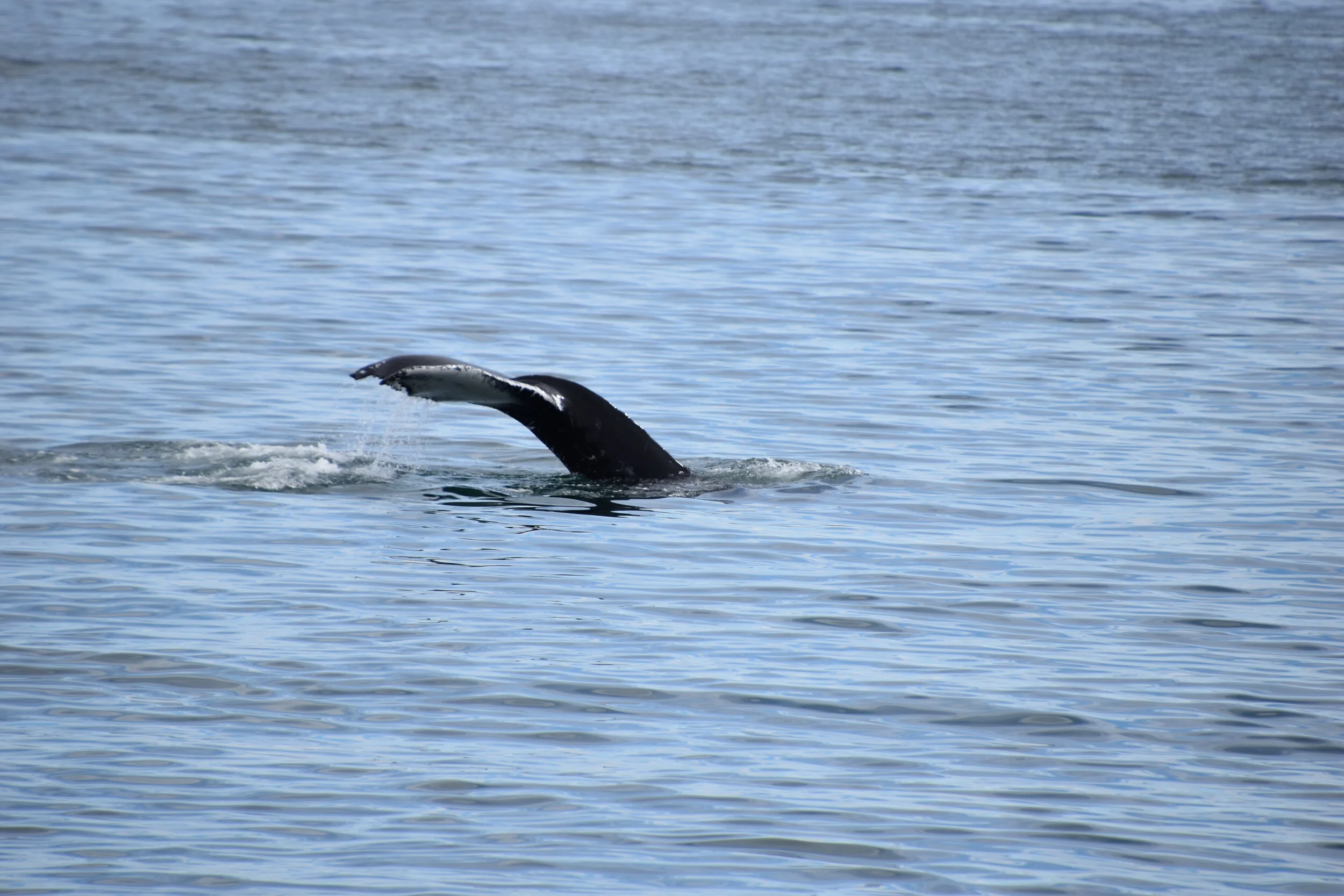 DSC_0172.JPG