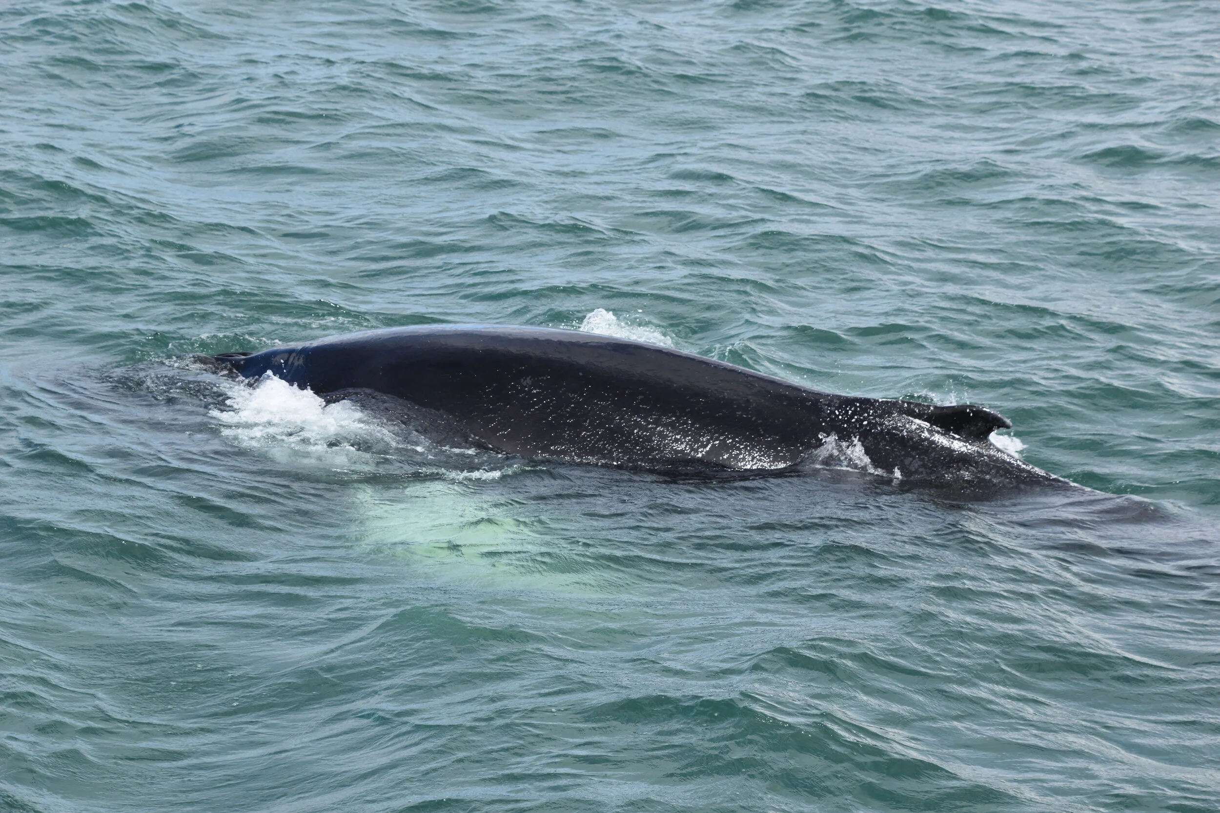 DSC_0153.JPG