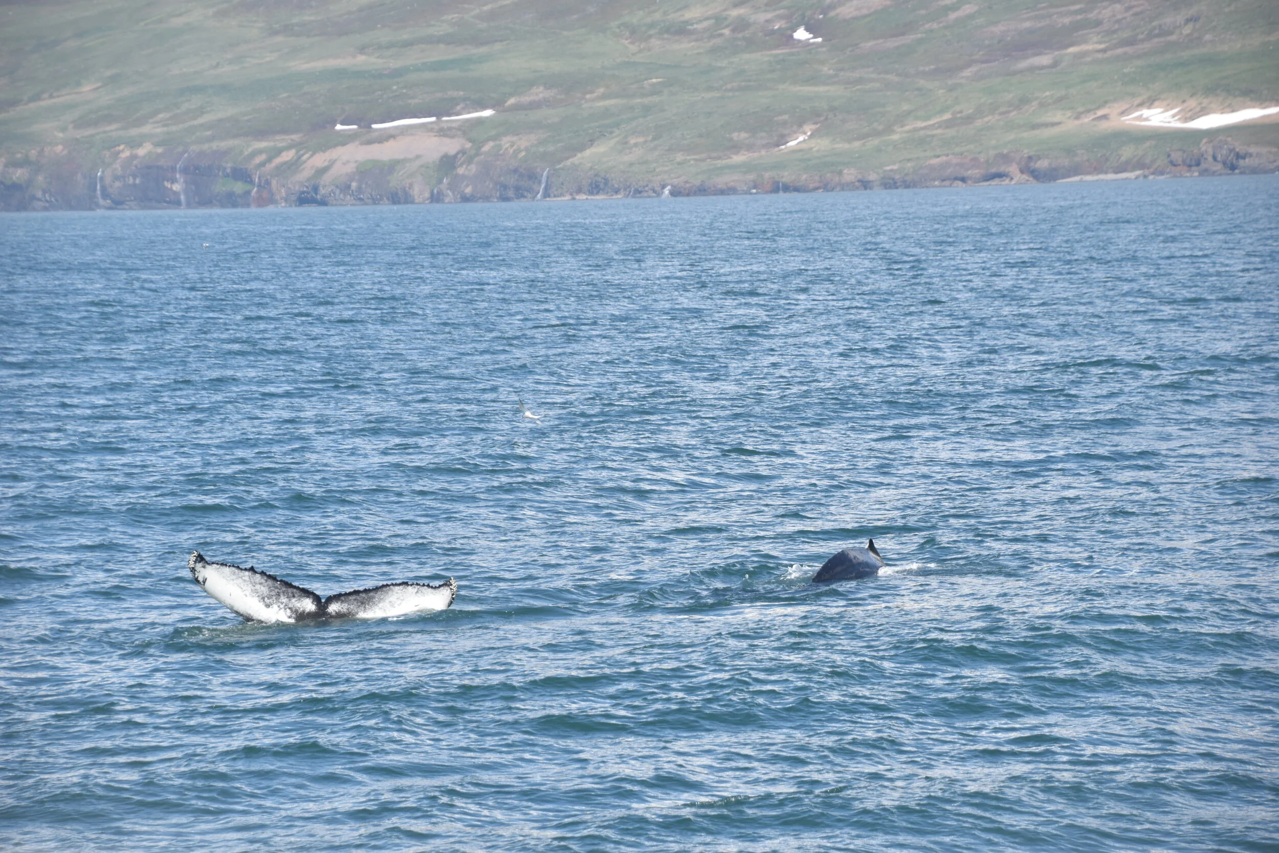 2020_06_28_1300_KON_TESS  (66).JPG