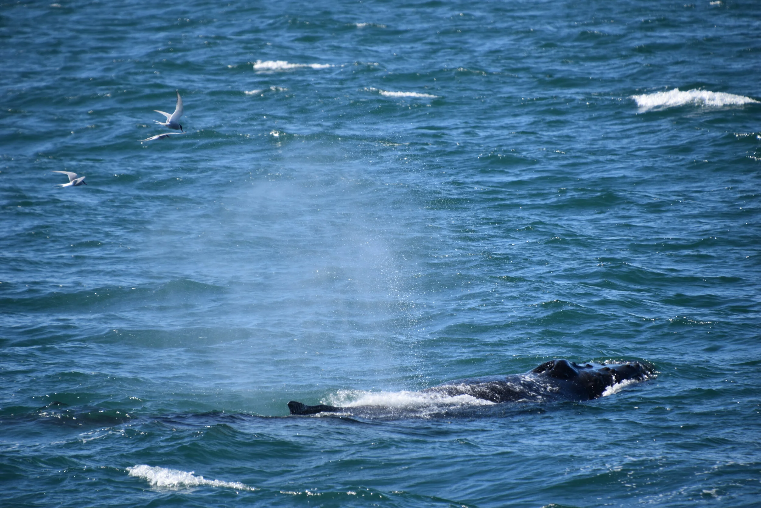 DSC_0603.JPG