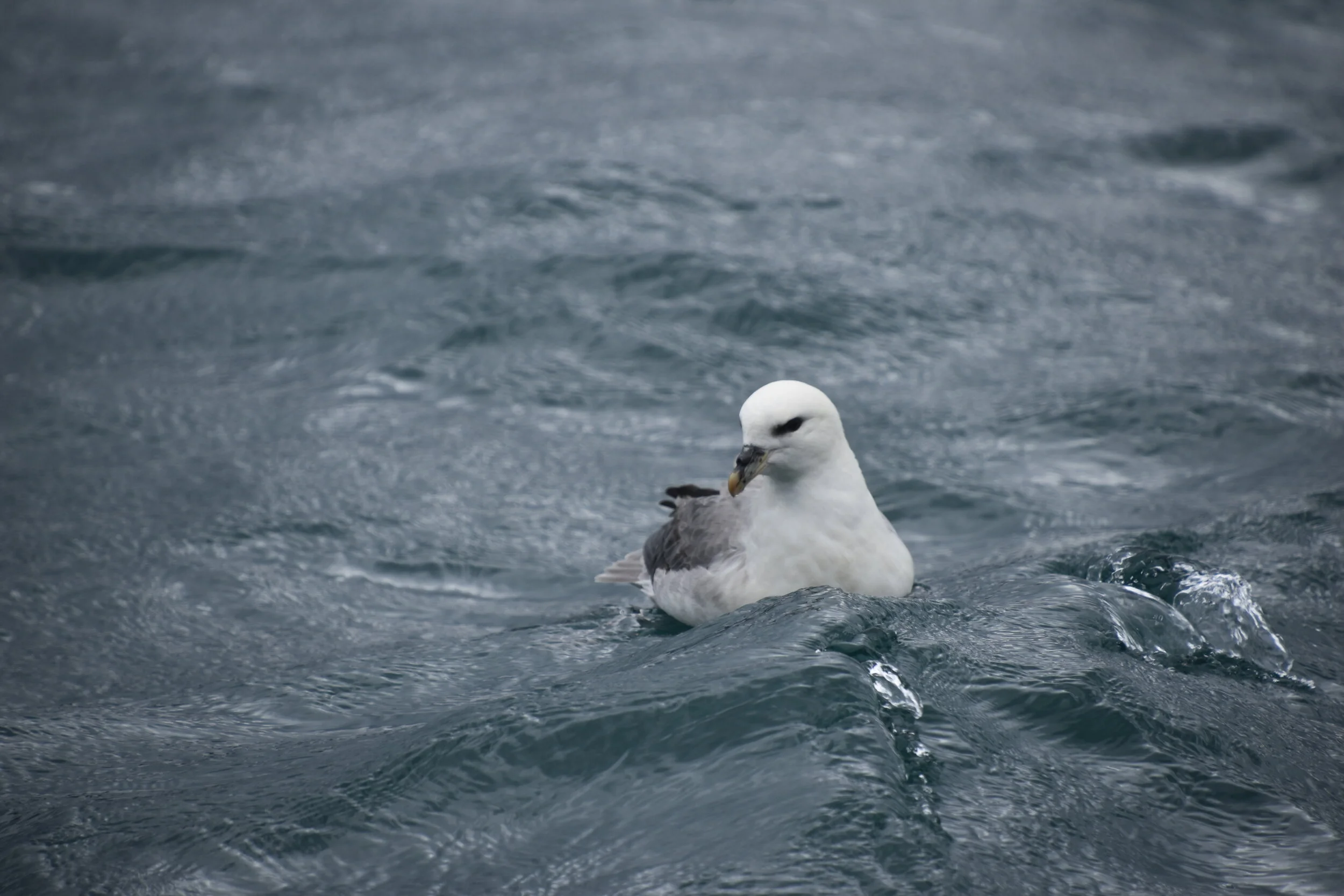 DSC_0015.JPG