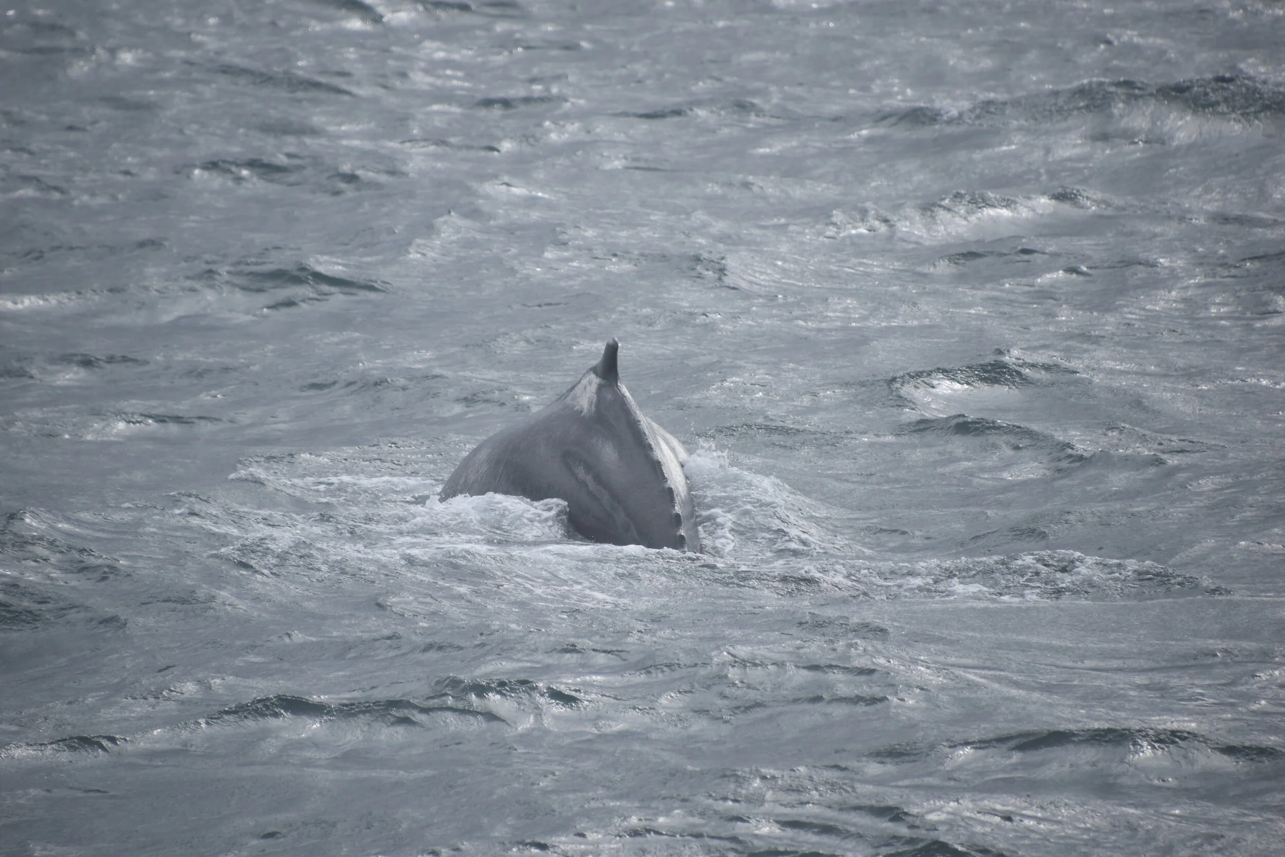 DSC_0060.JPG