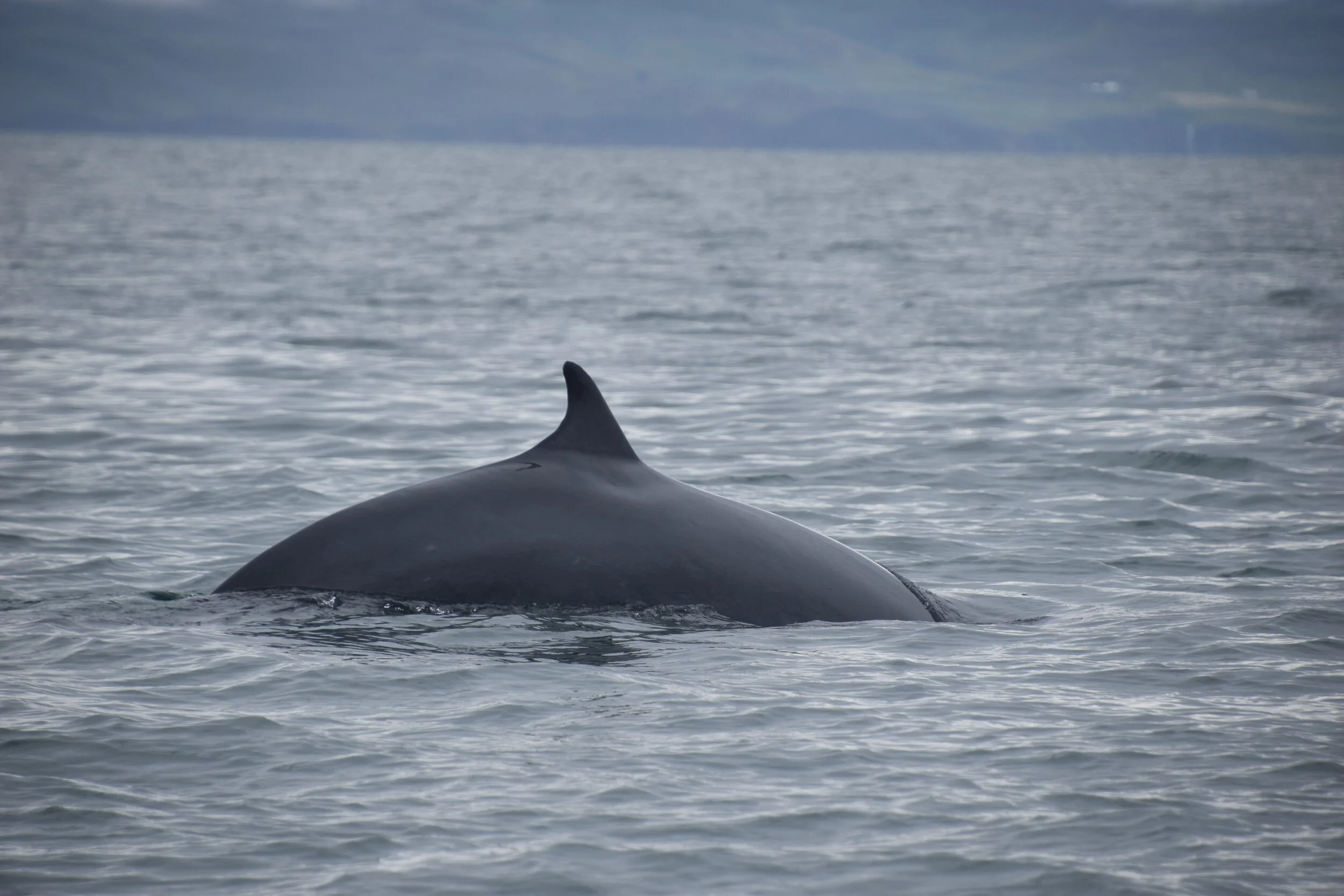 DSC_0034.JPG